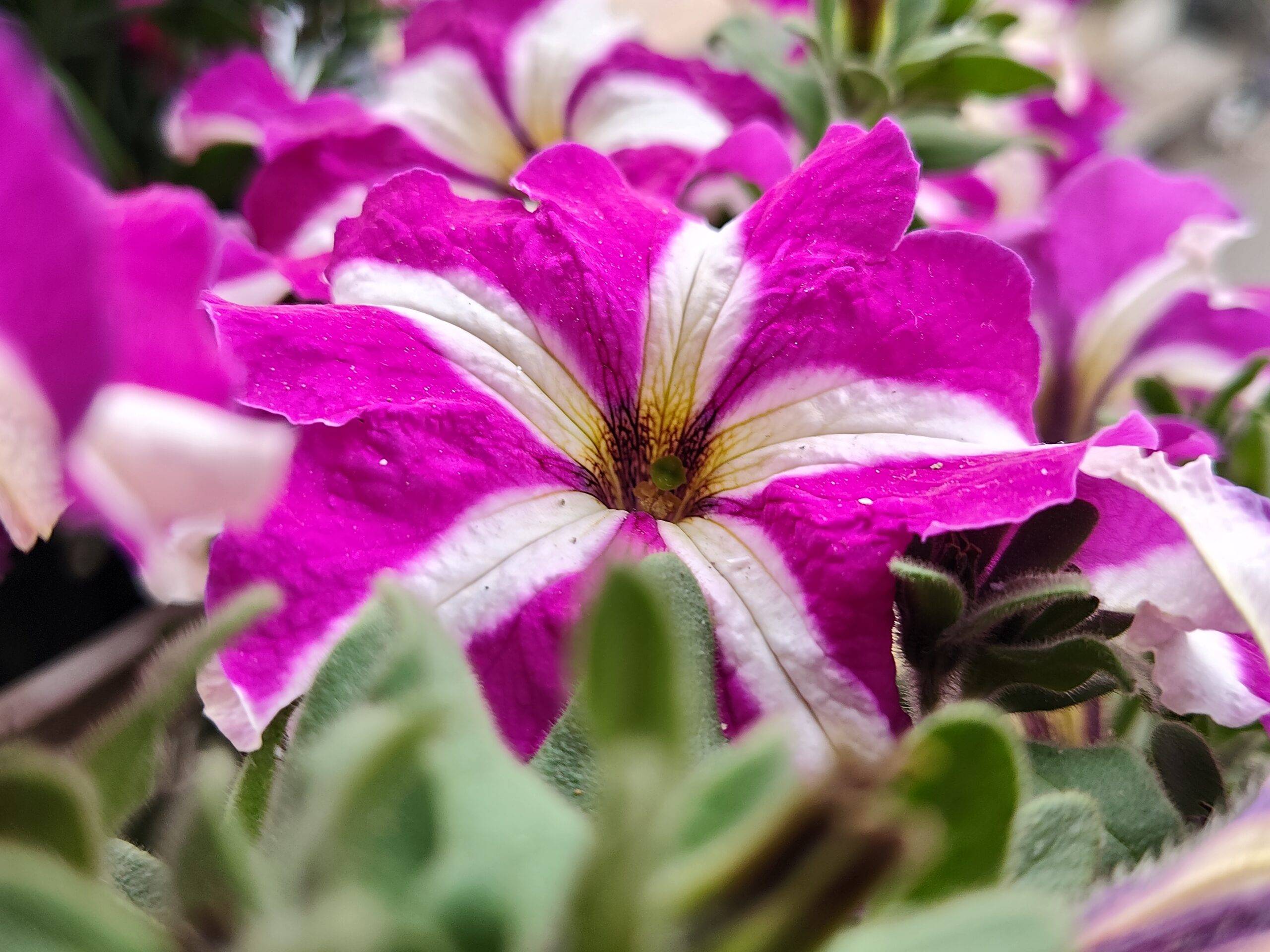 Redmi Note 15 camera first impression