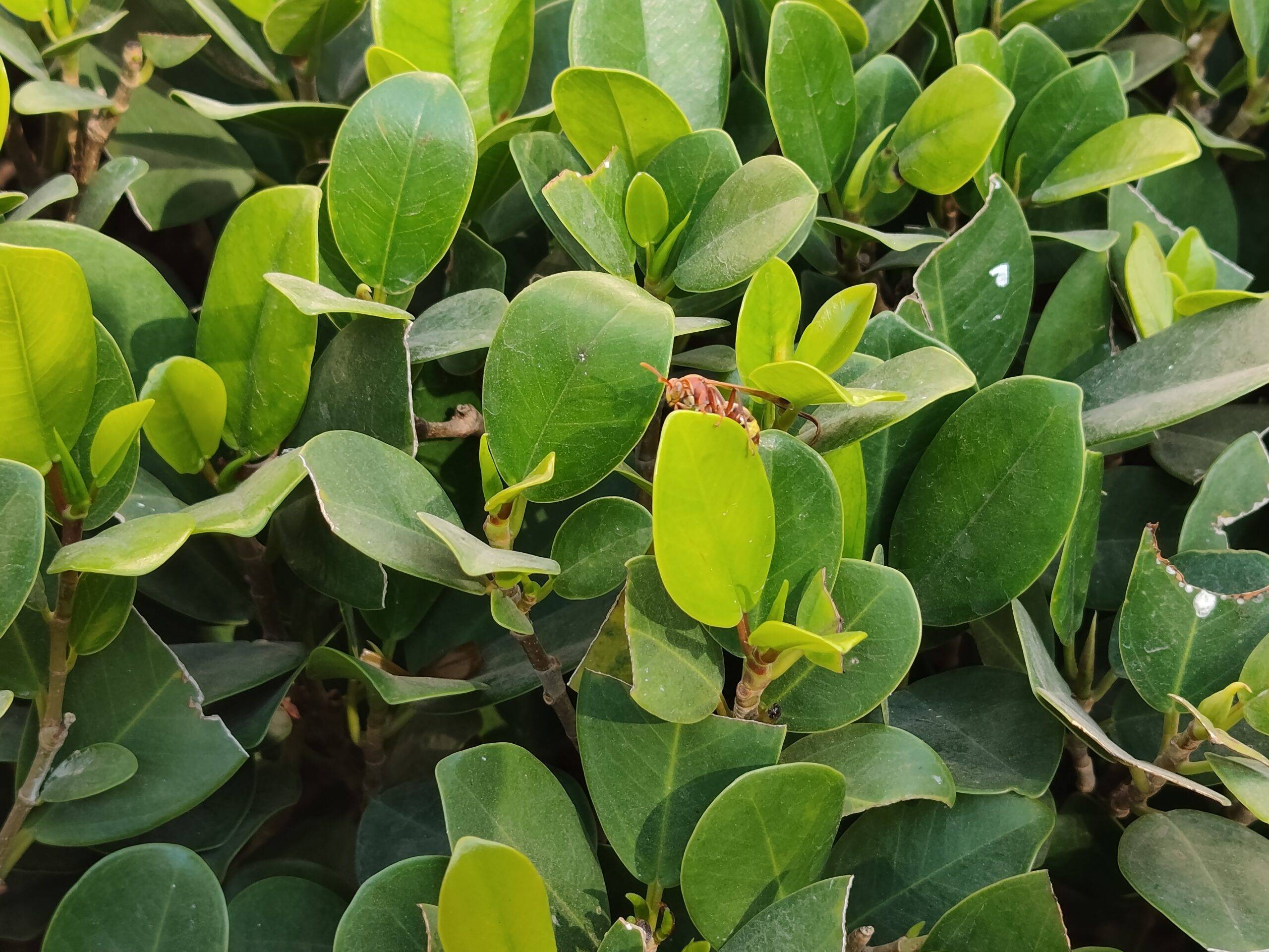 Redmi Note 15 main camera