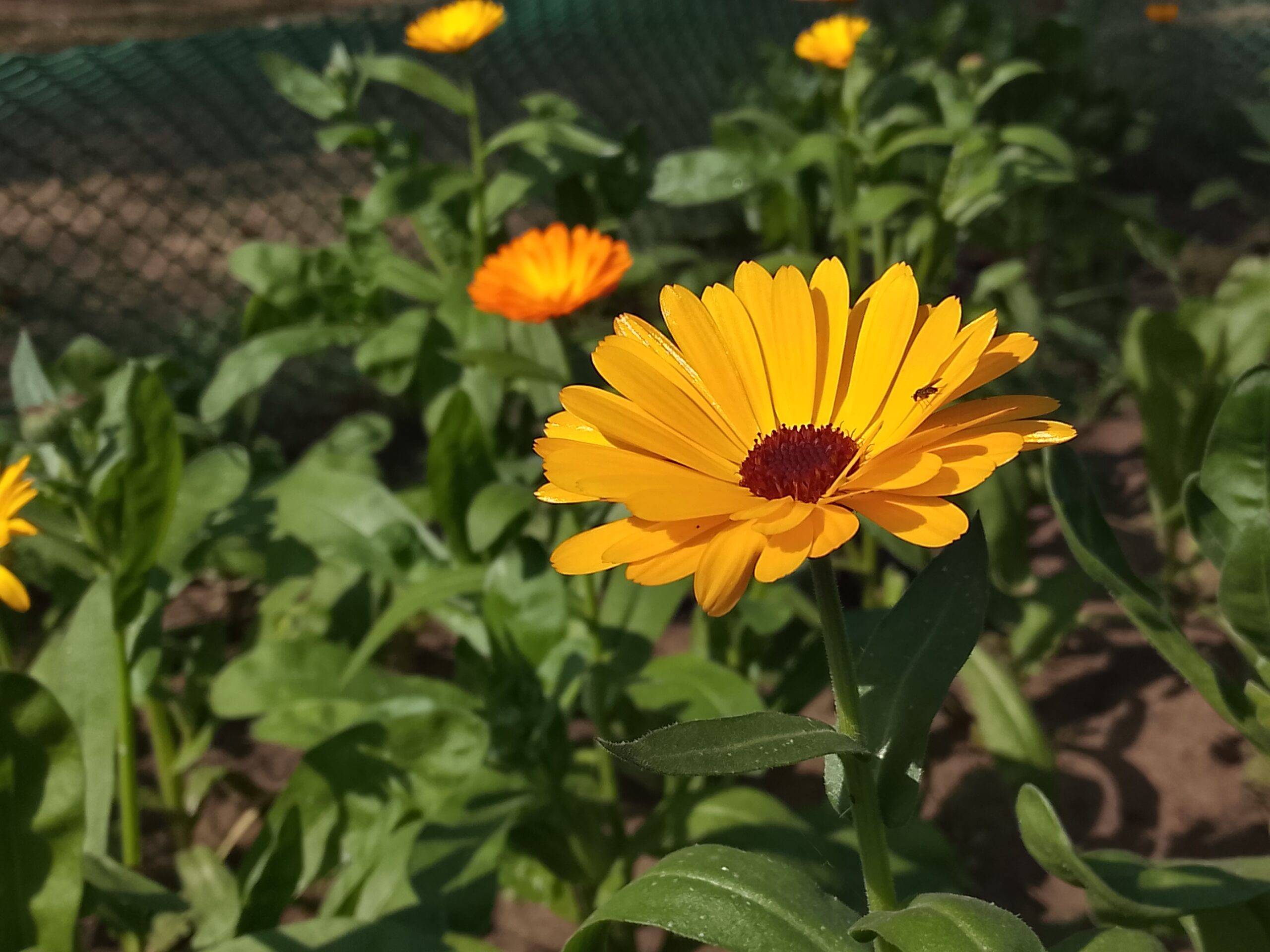 Tecno Spark Go 3 camera sample