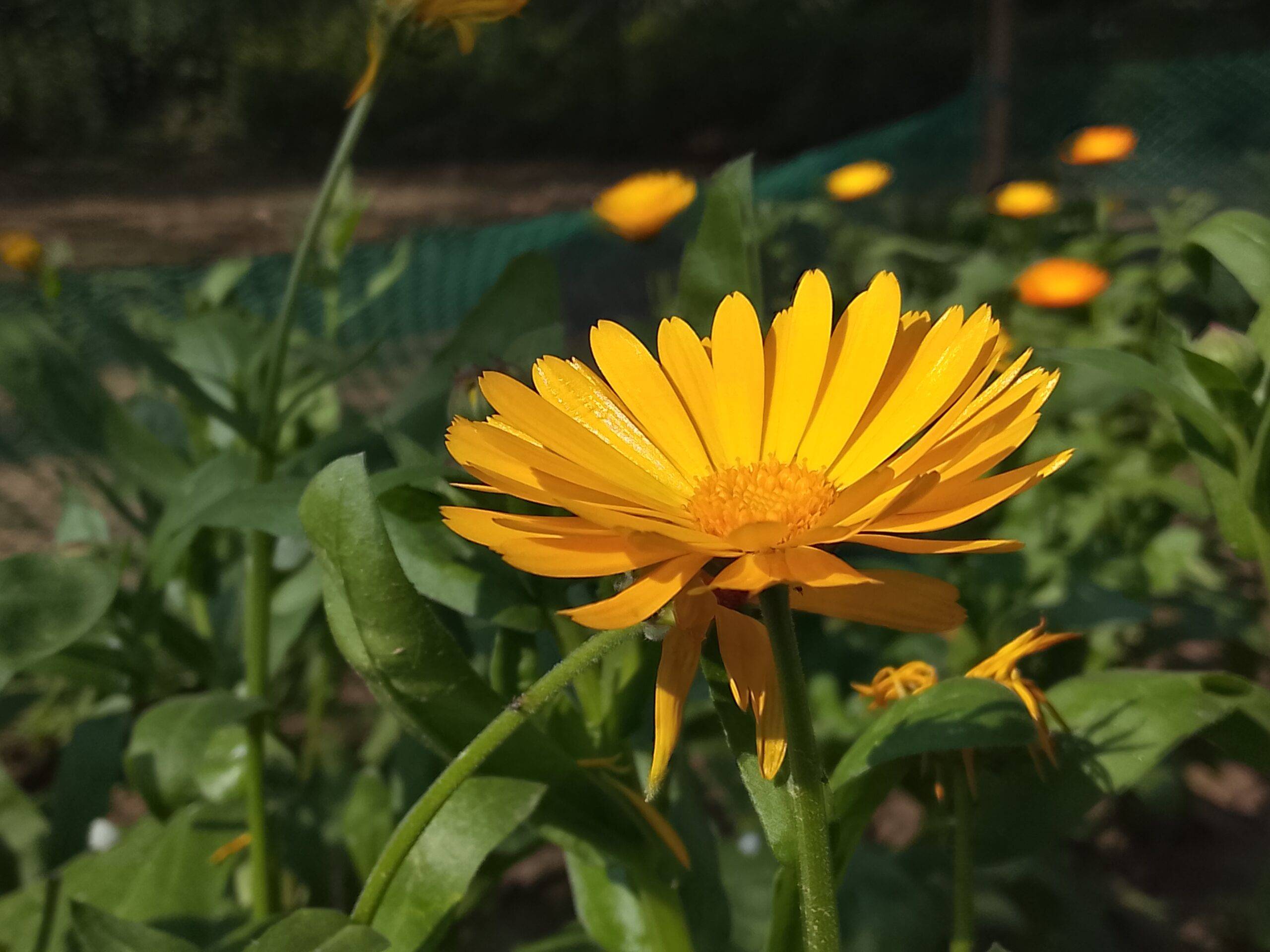 Tecno Spark Go 3 camera sample