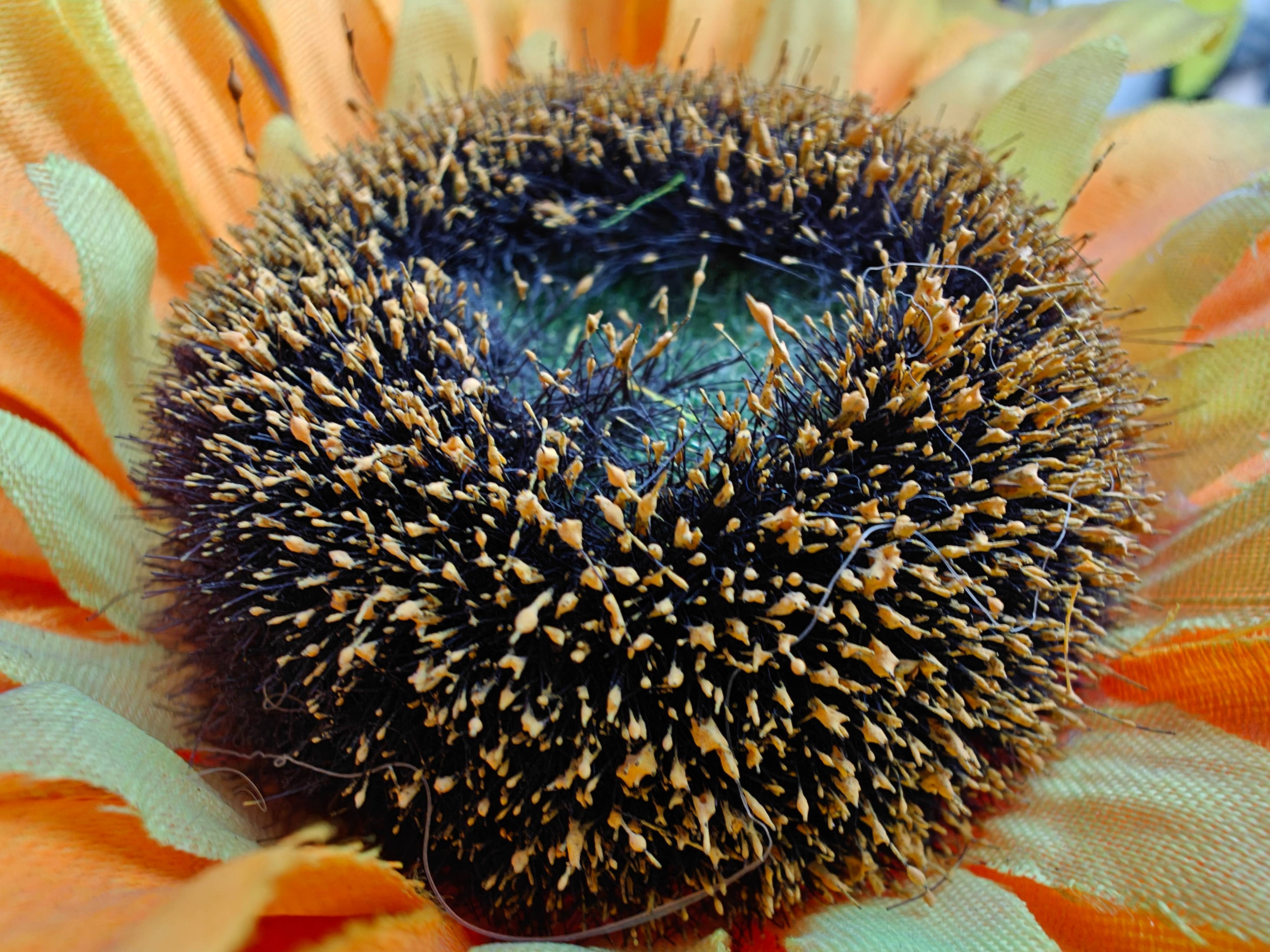 oneplus_12_camera