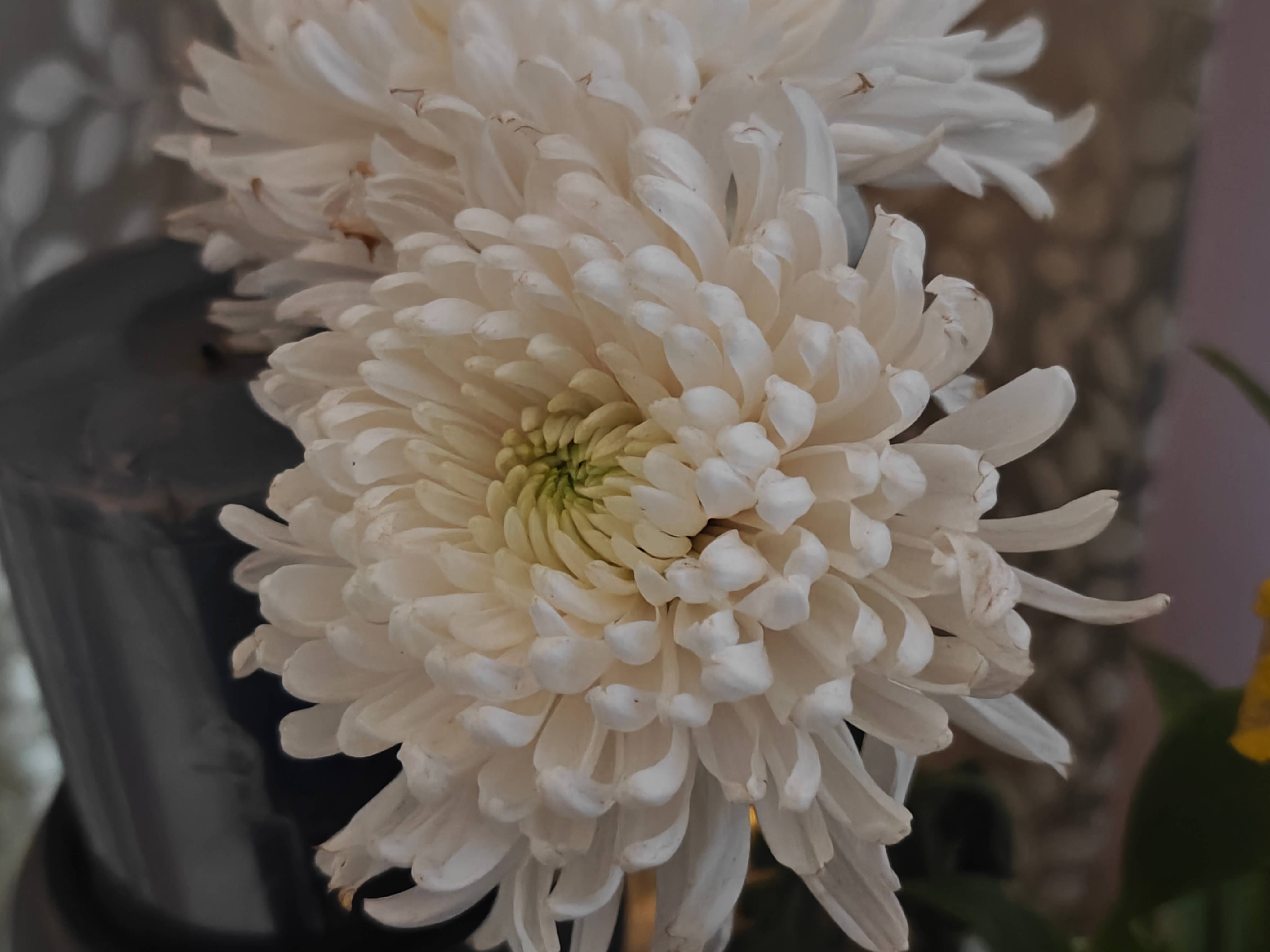 oneplus_12_camera