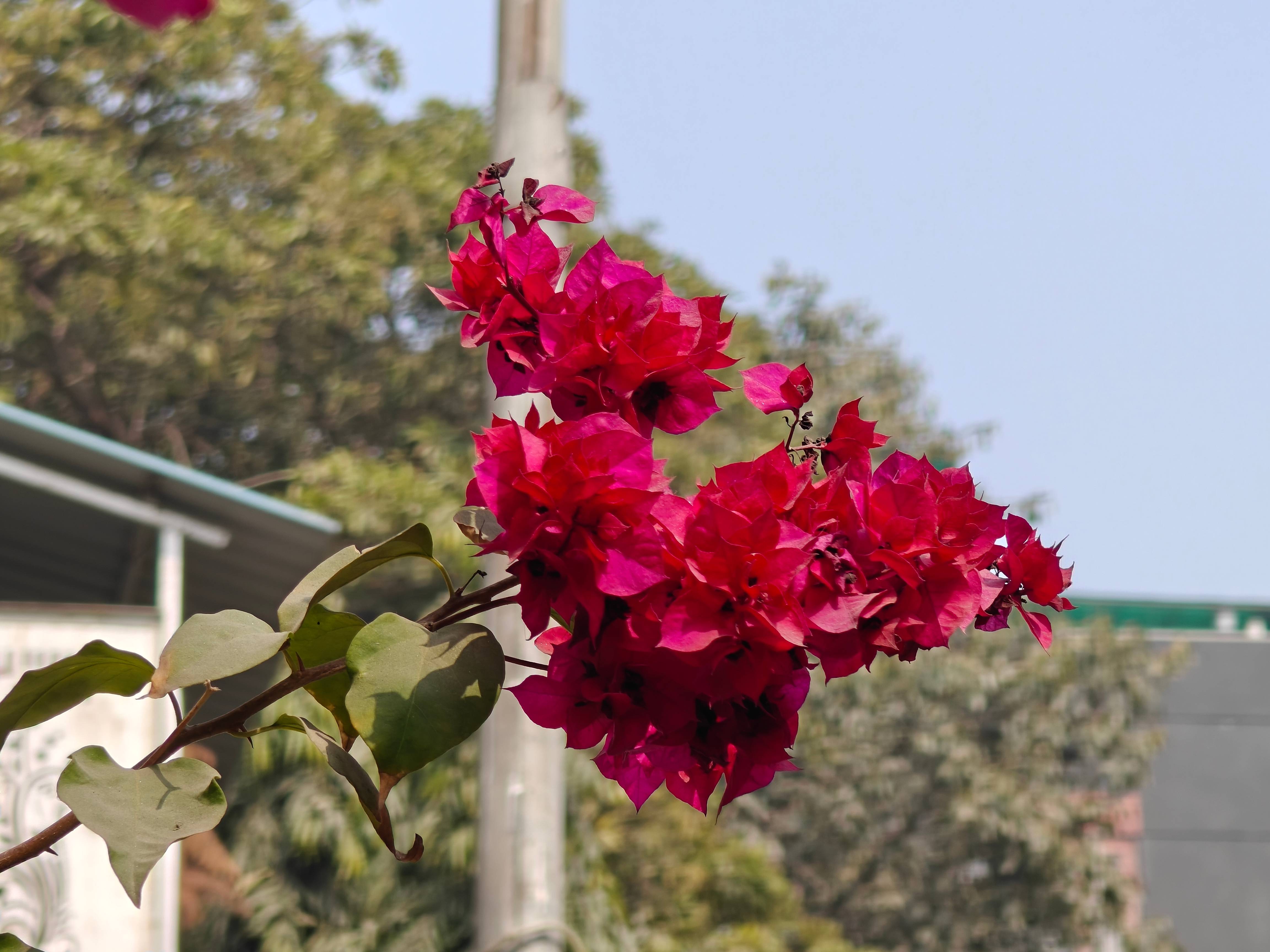 oneplus_12_camera