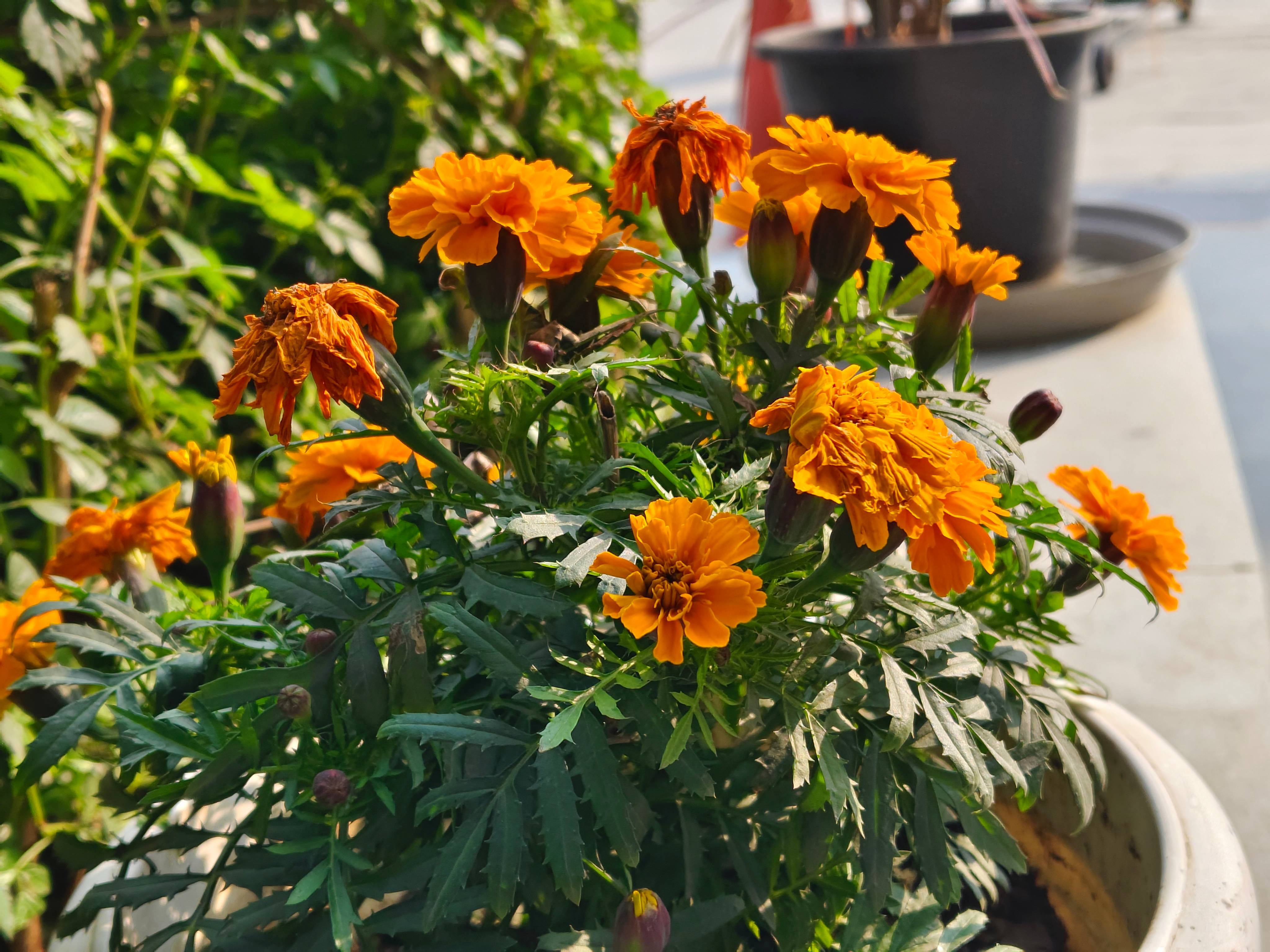 iQOO Neo 9 Pro camera sample