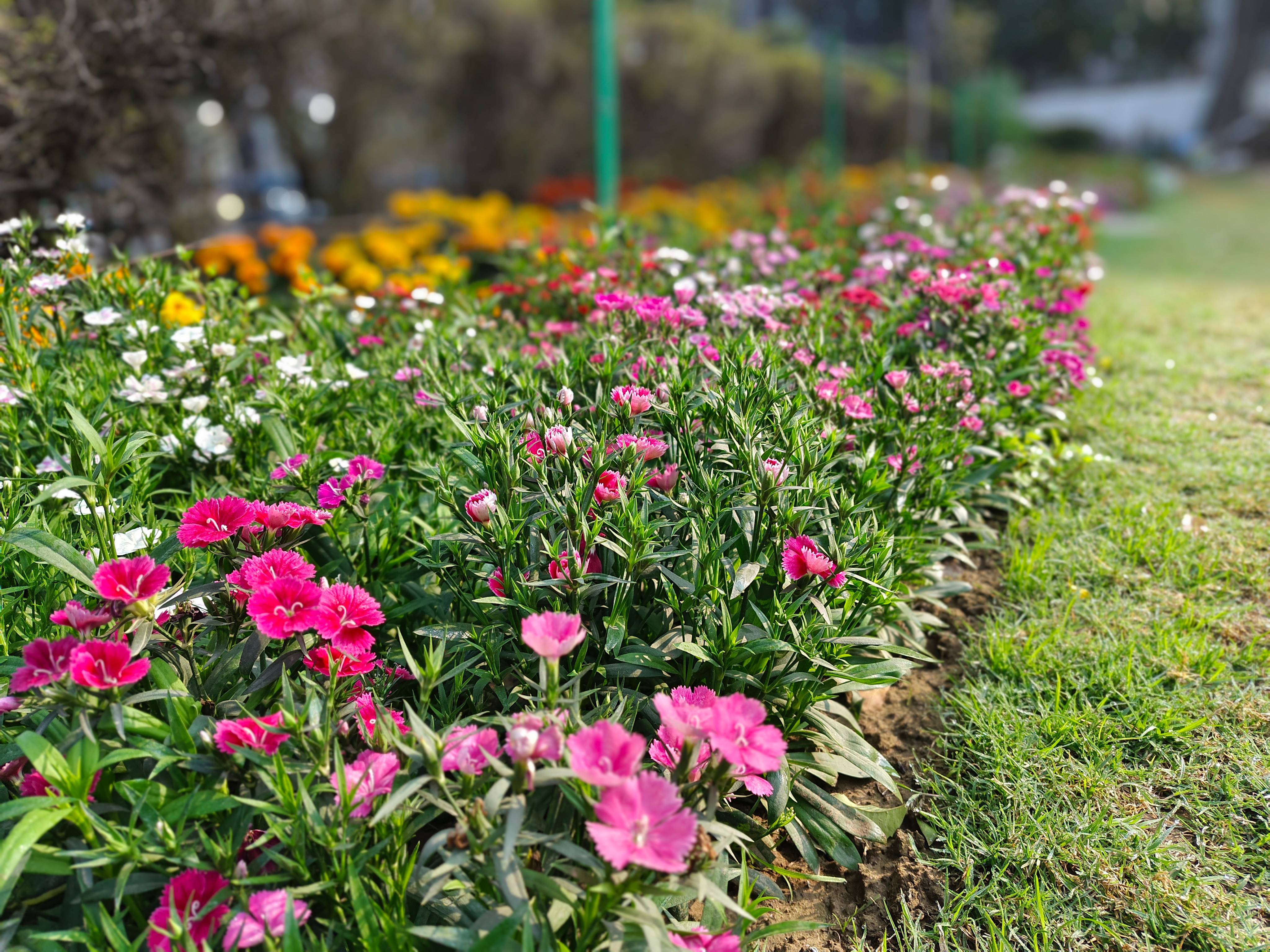 iQOO Neo 9 Pro camera sample