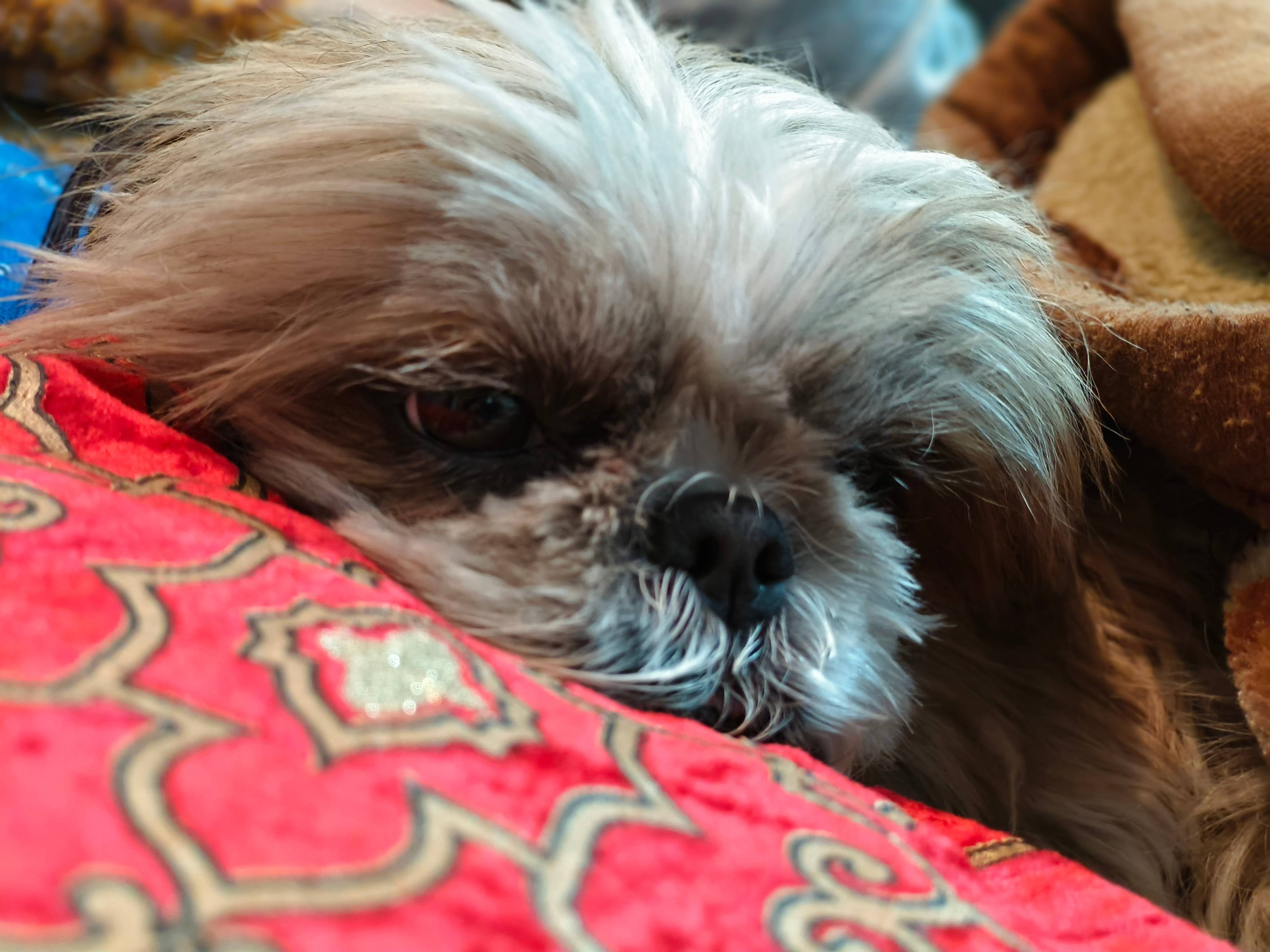 Vivo V30 Pro camera sample