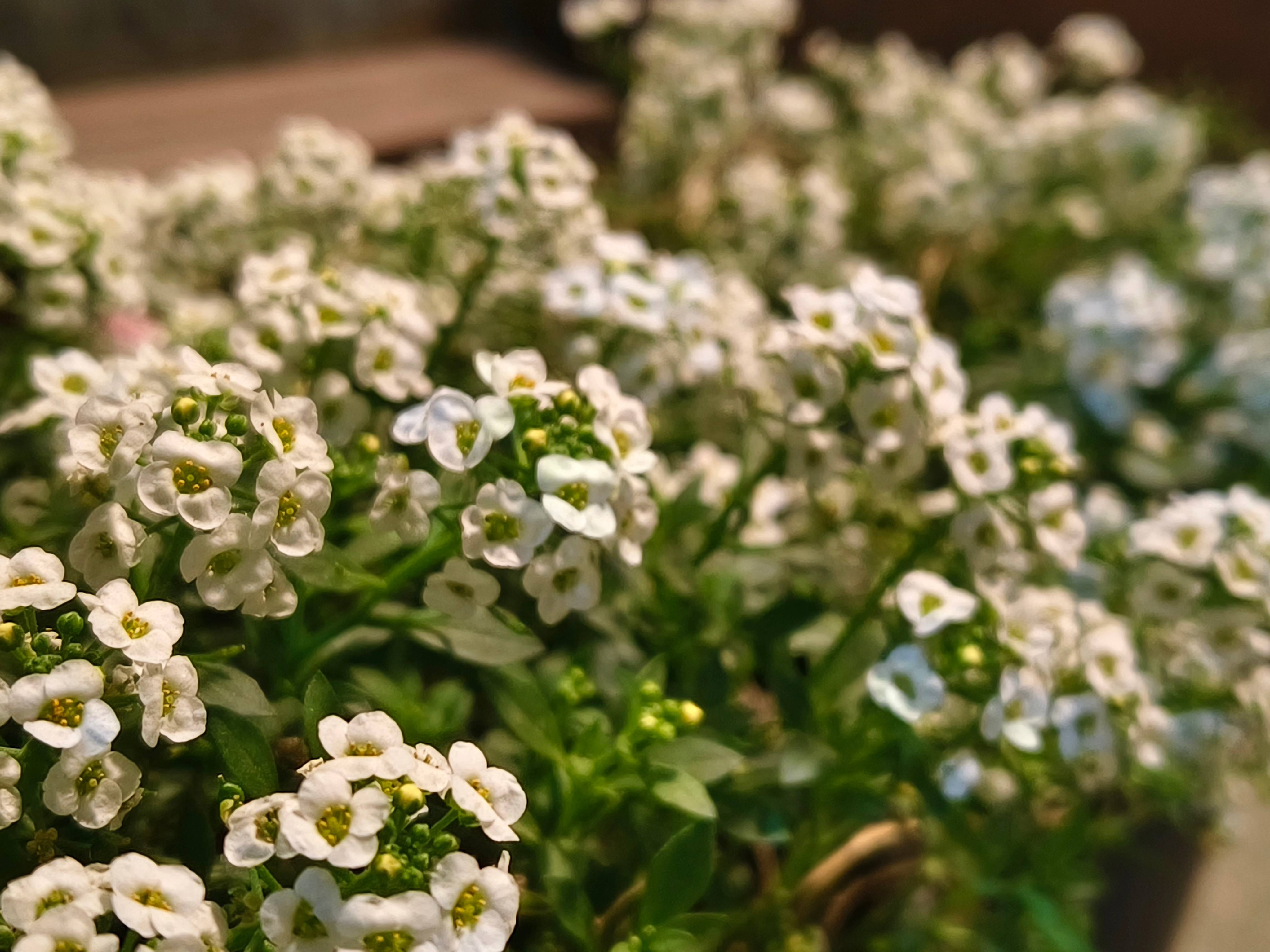 Vivo V30 Pro camera sample