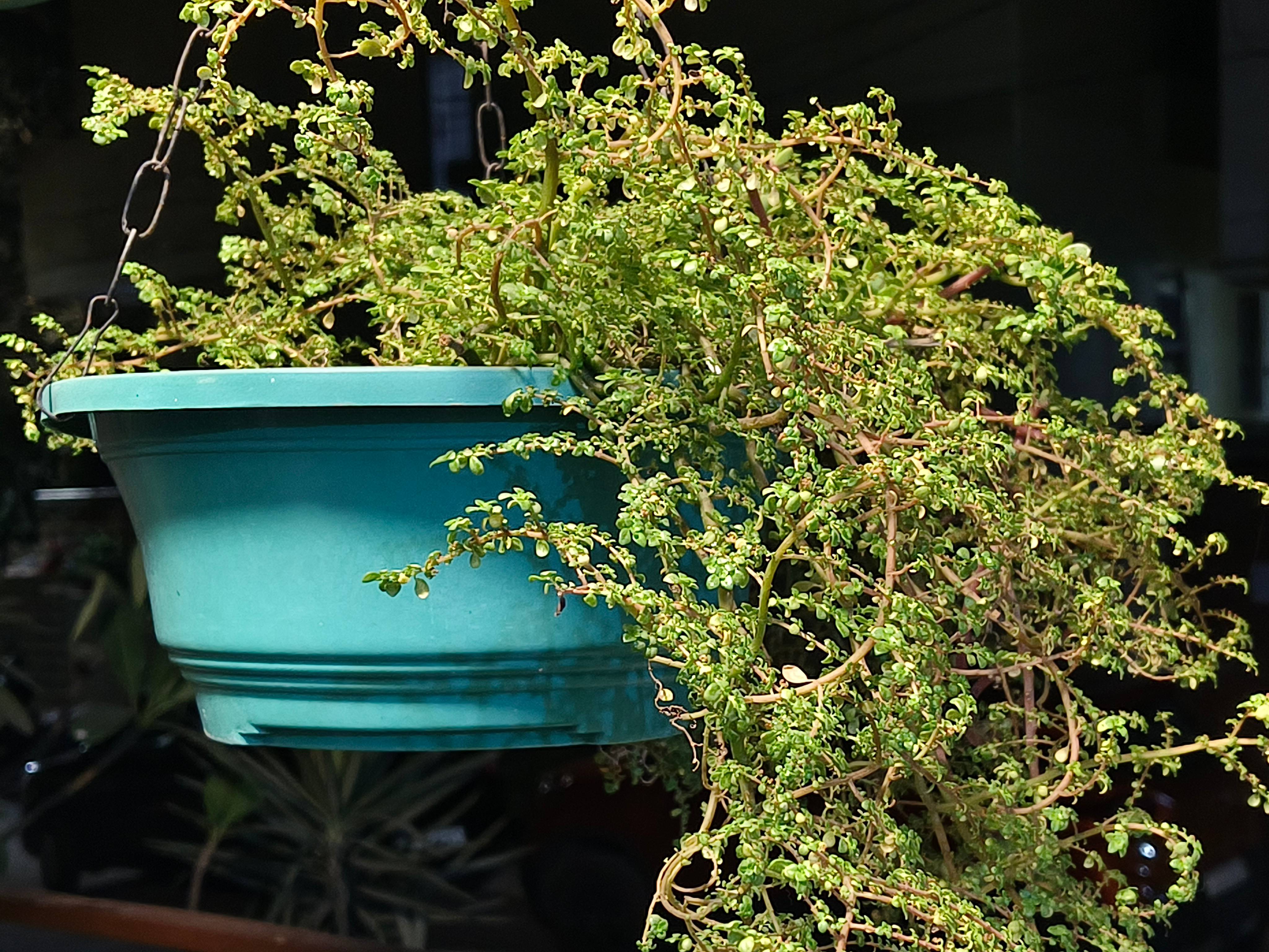 Vivo V30 Pro camera sample