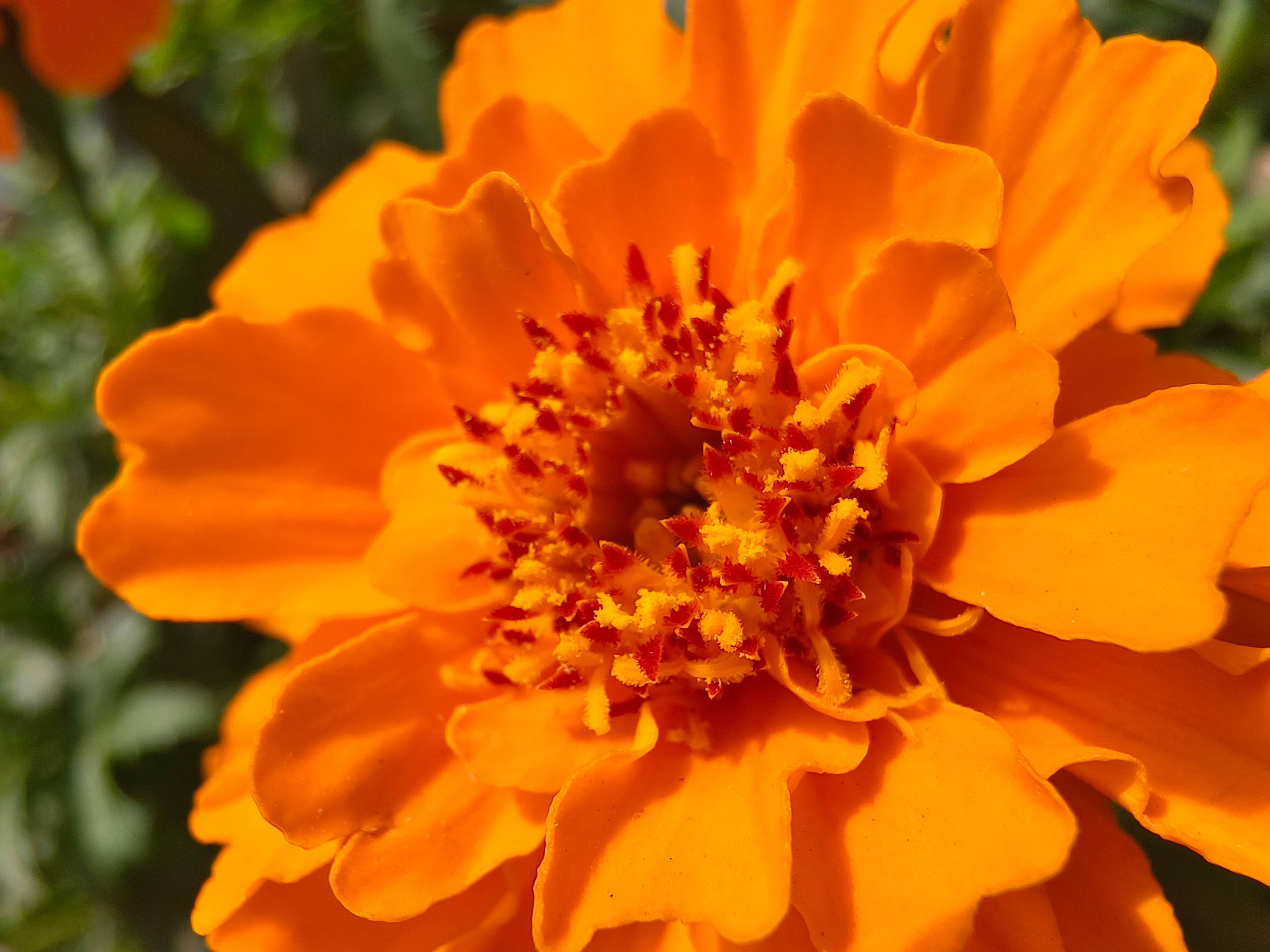 Vivo V30 Pro camera sample