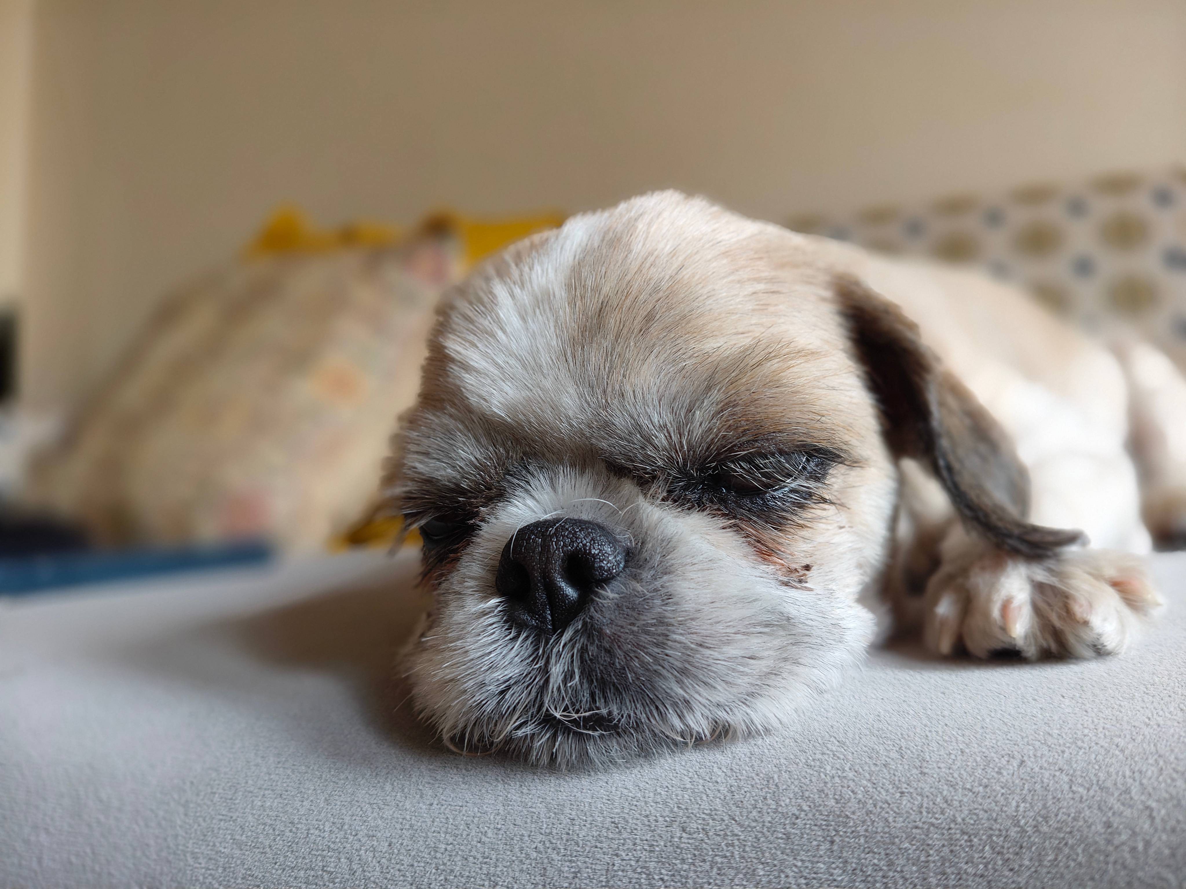 OnePlus Nord CE4 camera samples