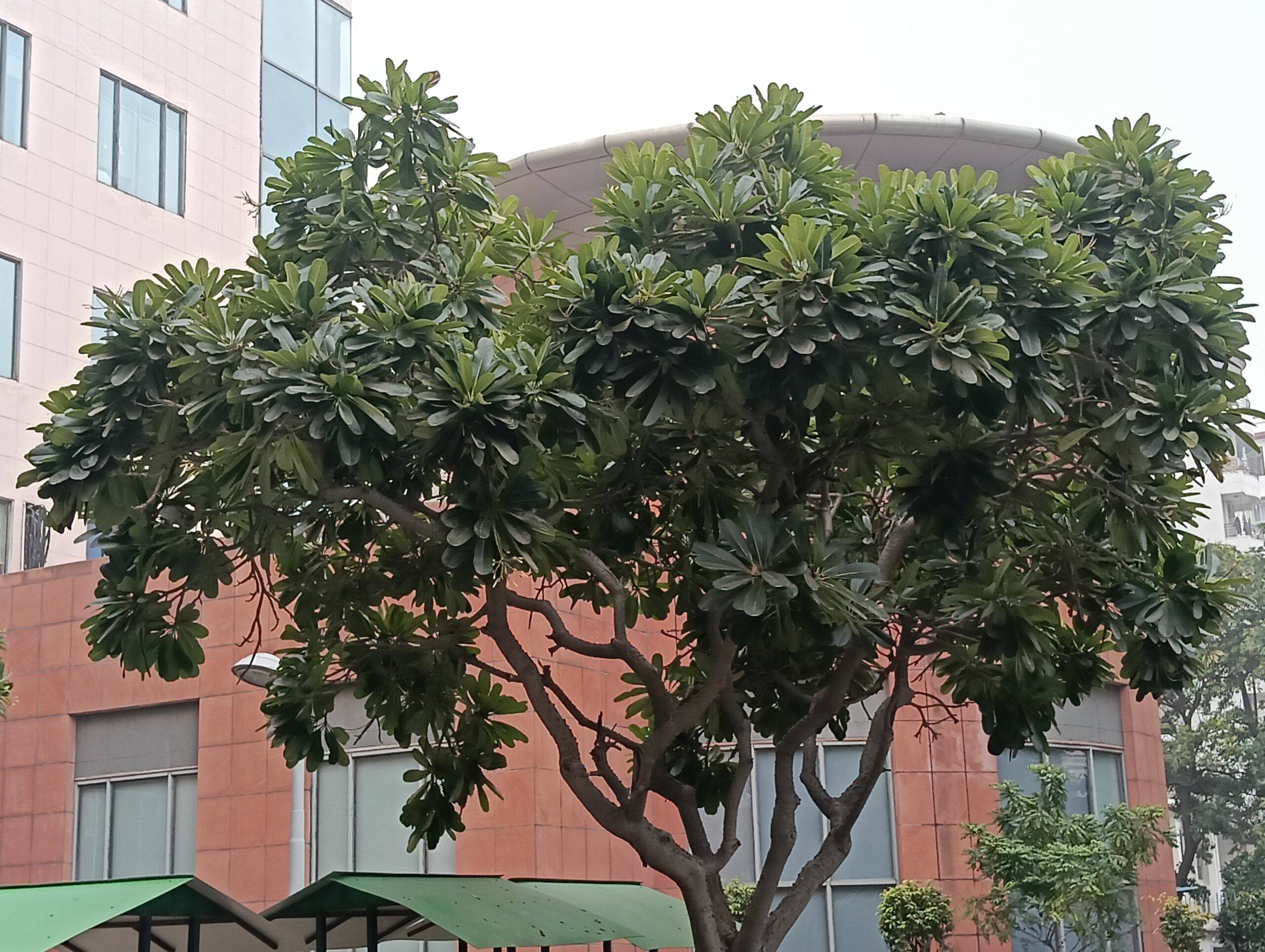 realme-14x-5g-review-camera-007