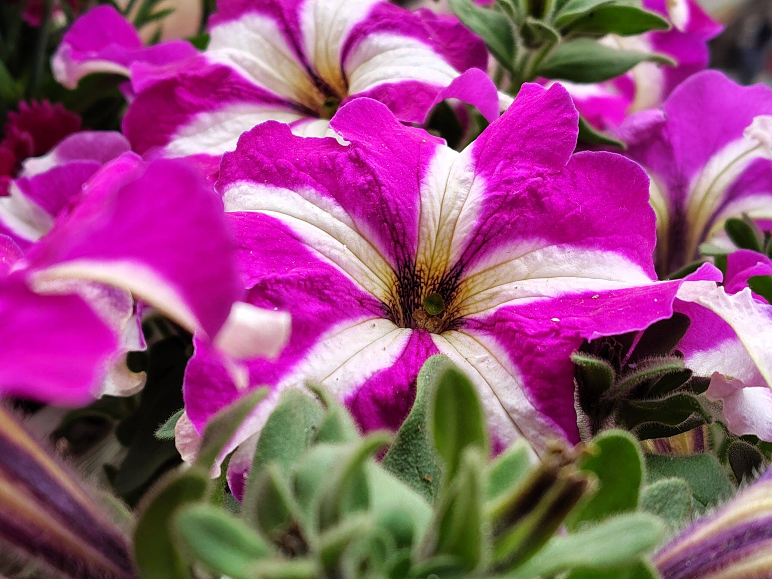 Moto G57 Power main camera