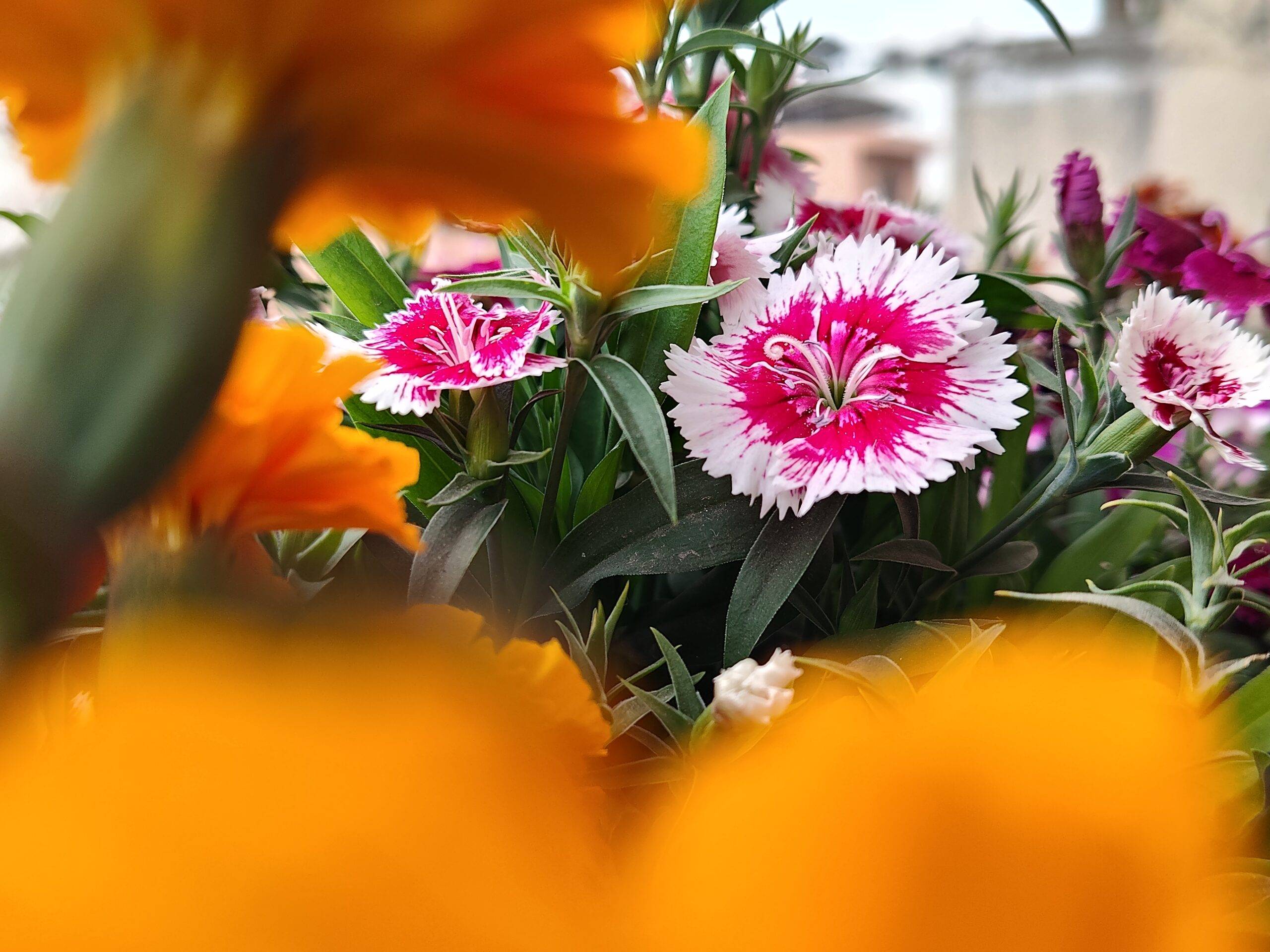 Redmi Note 15 camera first impression
