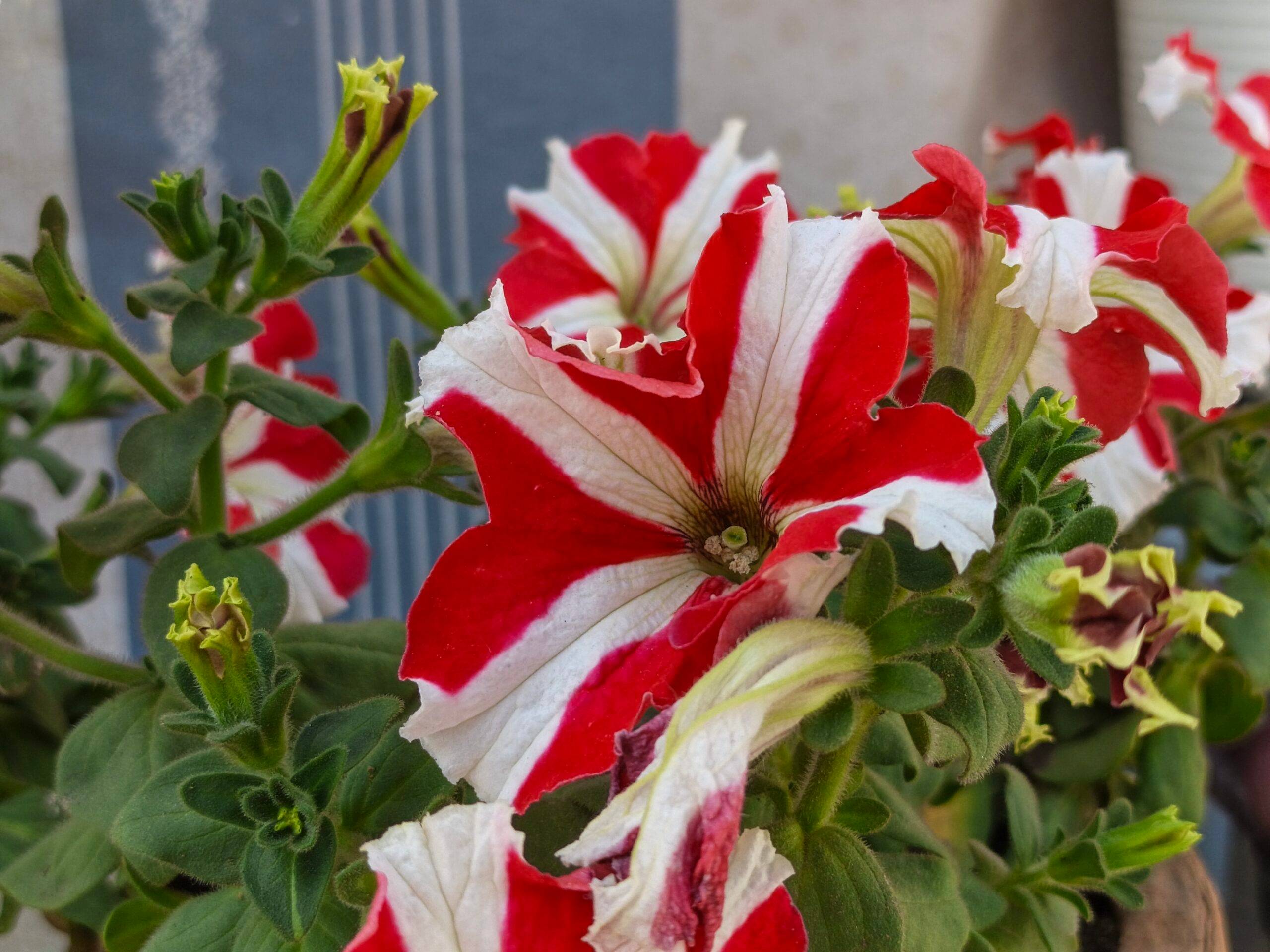 Infinix Note Edge camera sample