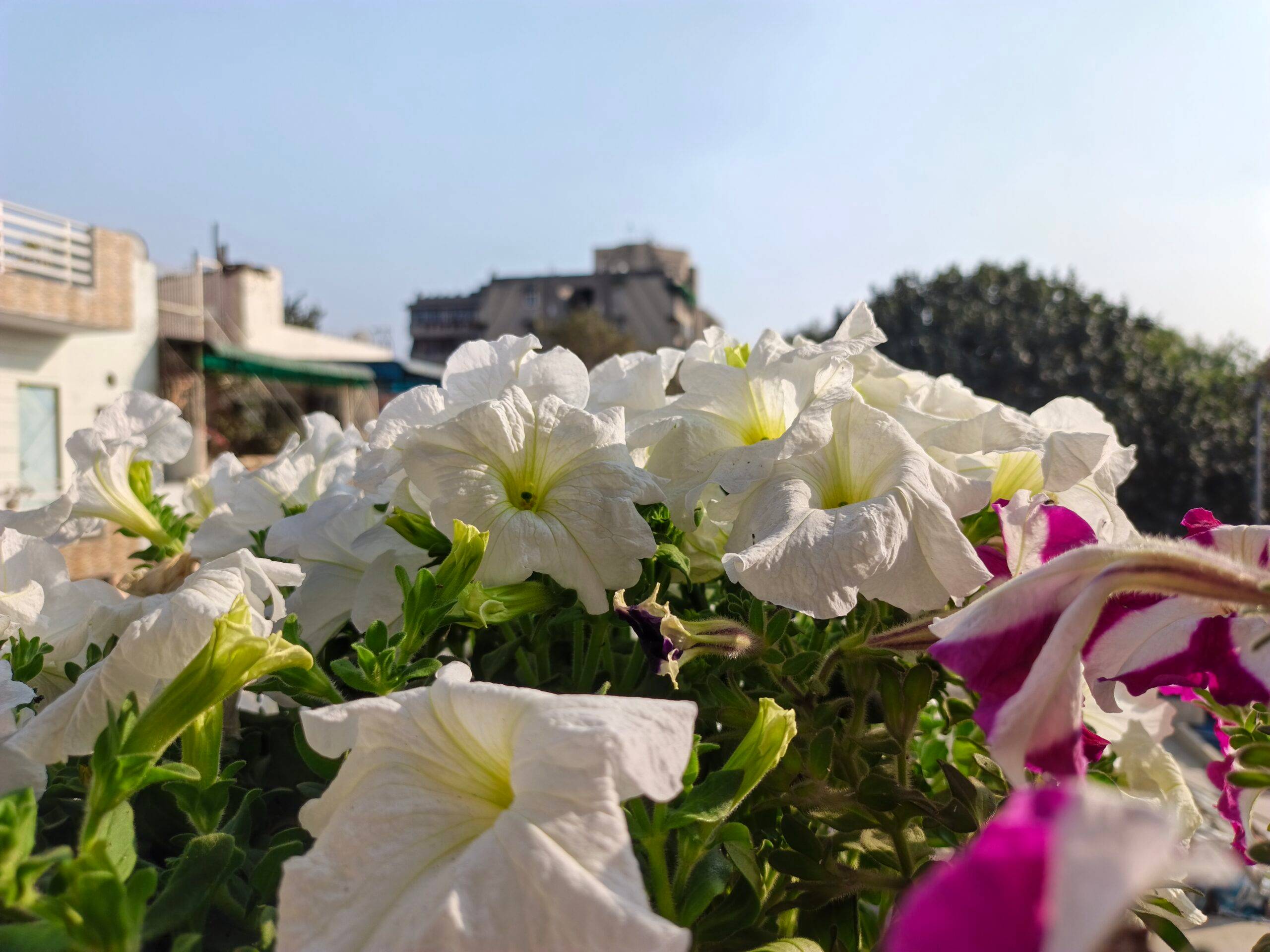 Infinix Note Edge camera sample