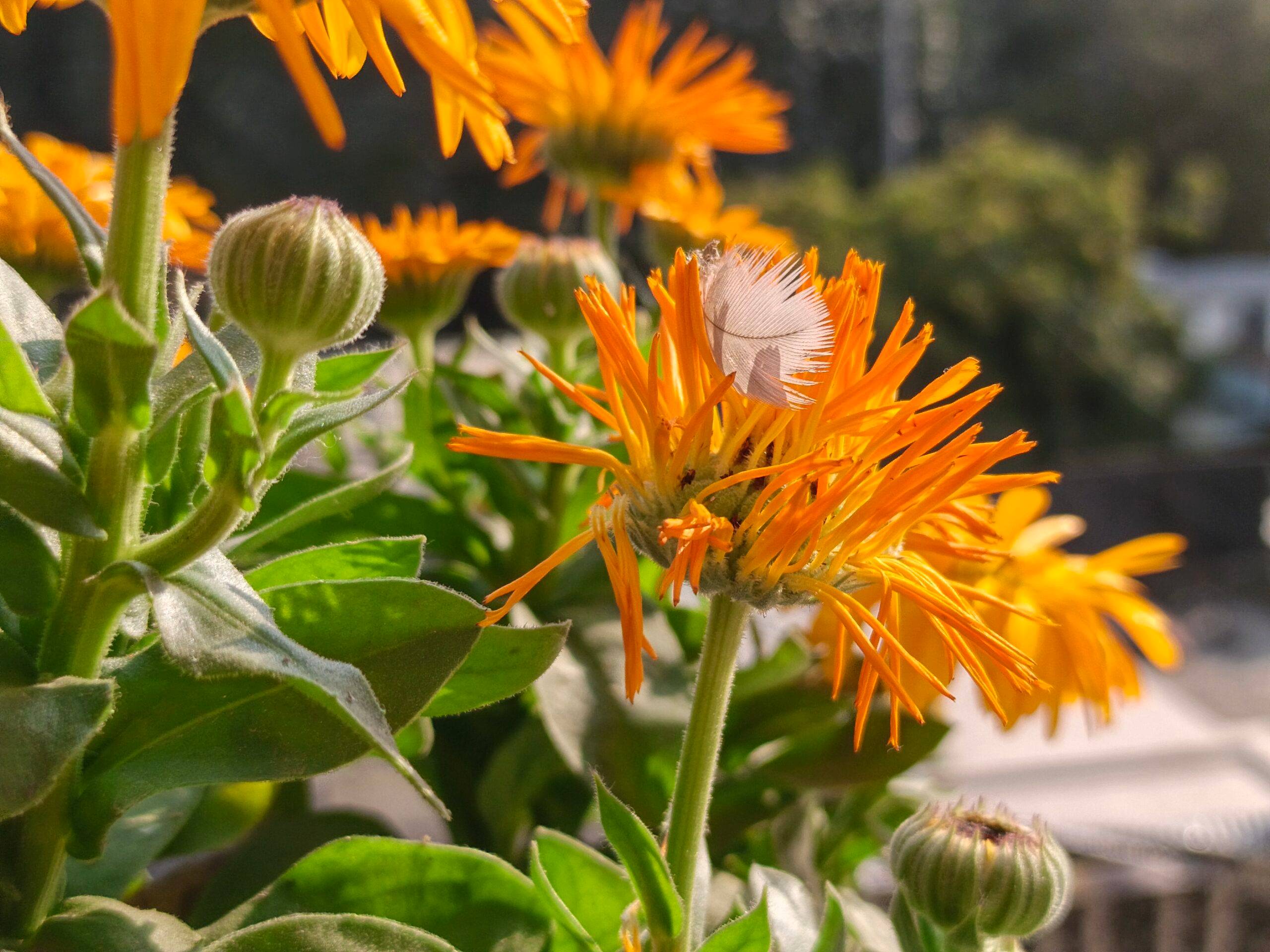 Infinix Note Edge camera sample