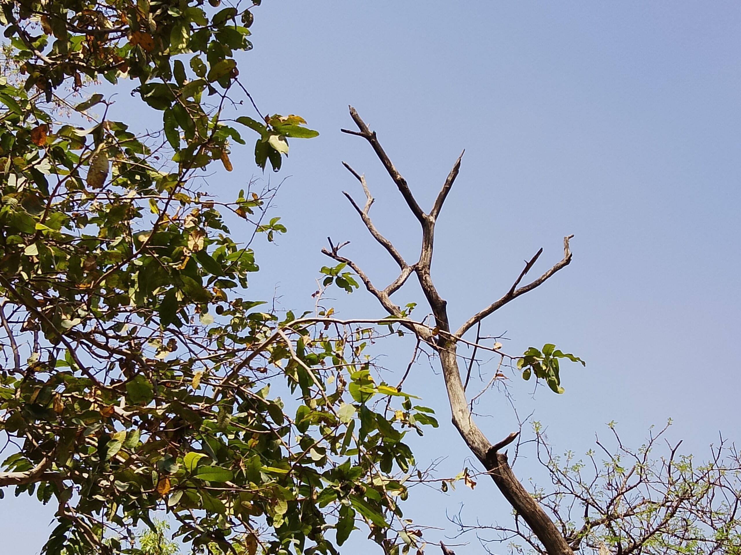 Realme-P4-Lite-4G-daylight
