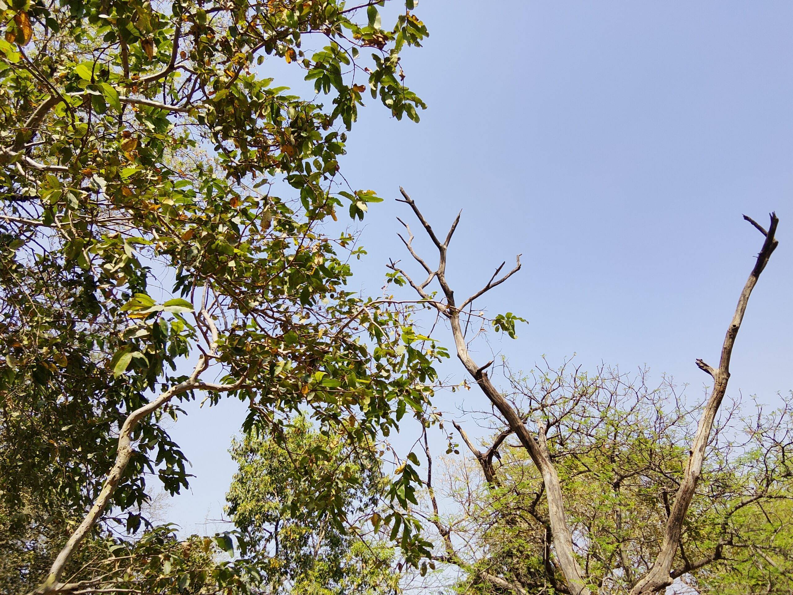 Realme-P4-Lite-4G-daylight
