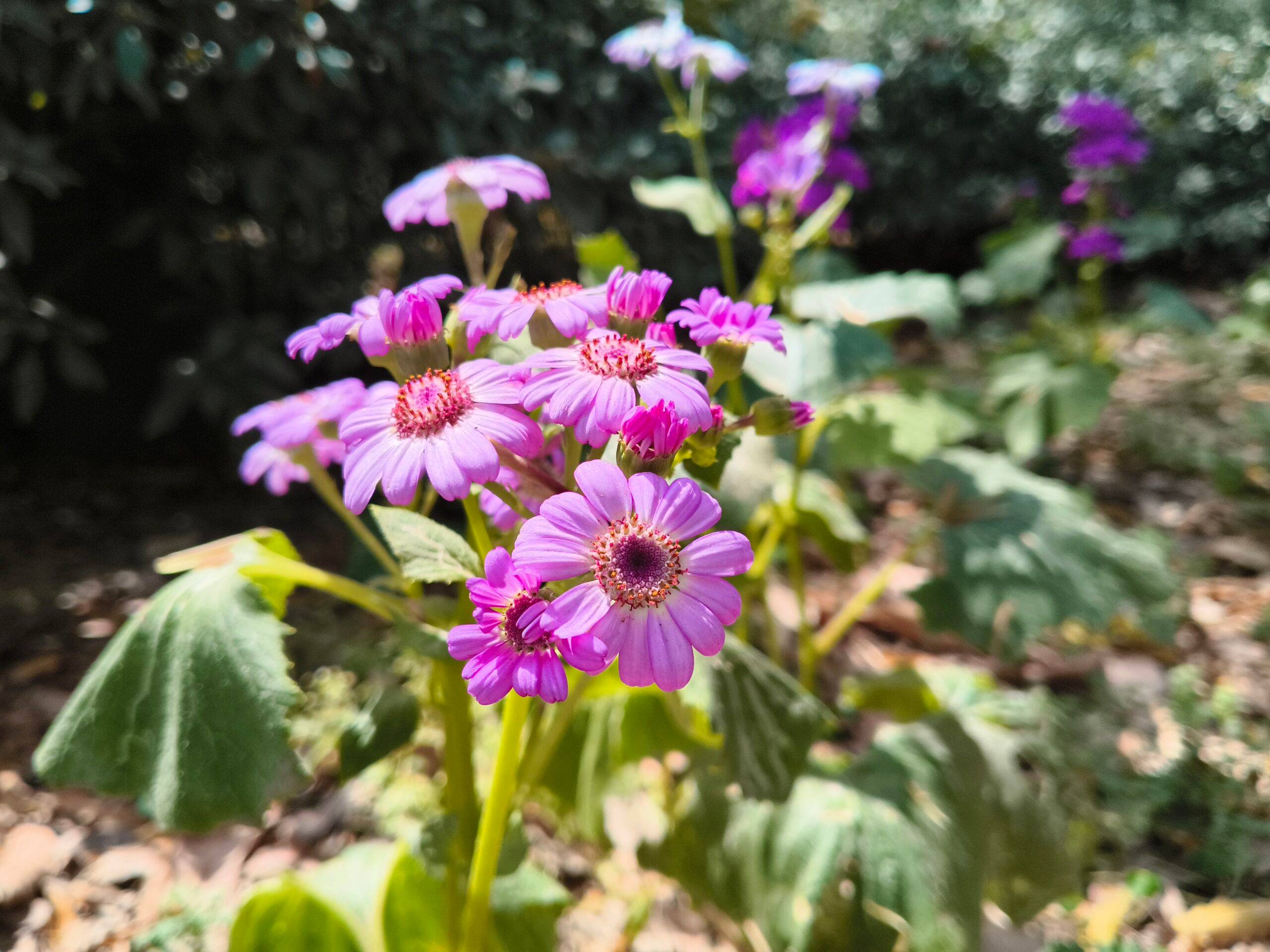 iQOO Z11x day camera sample