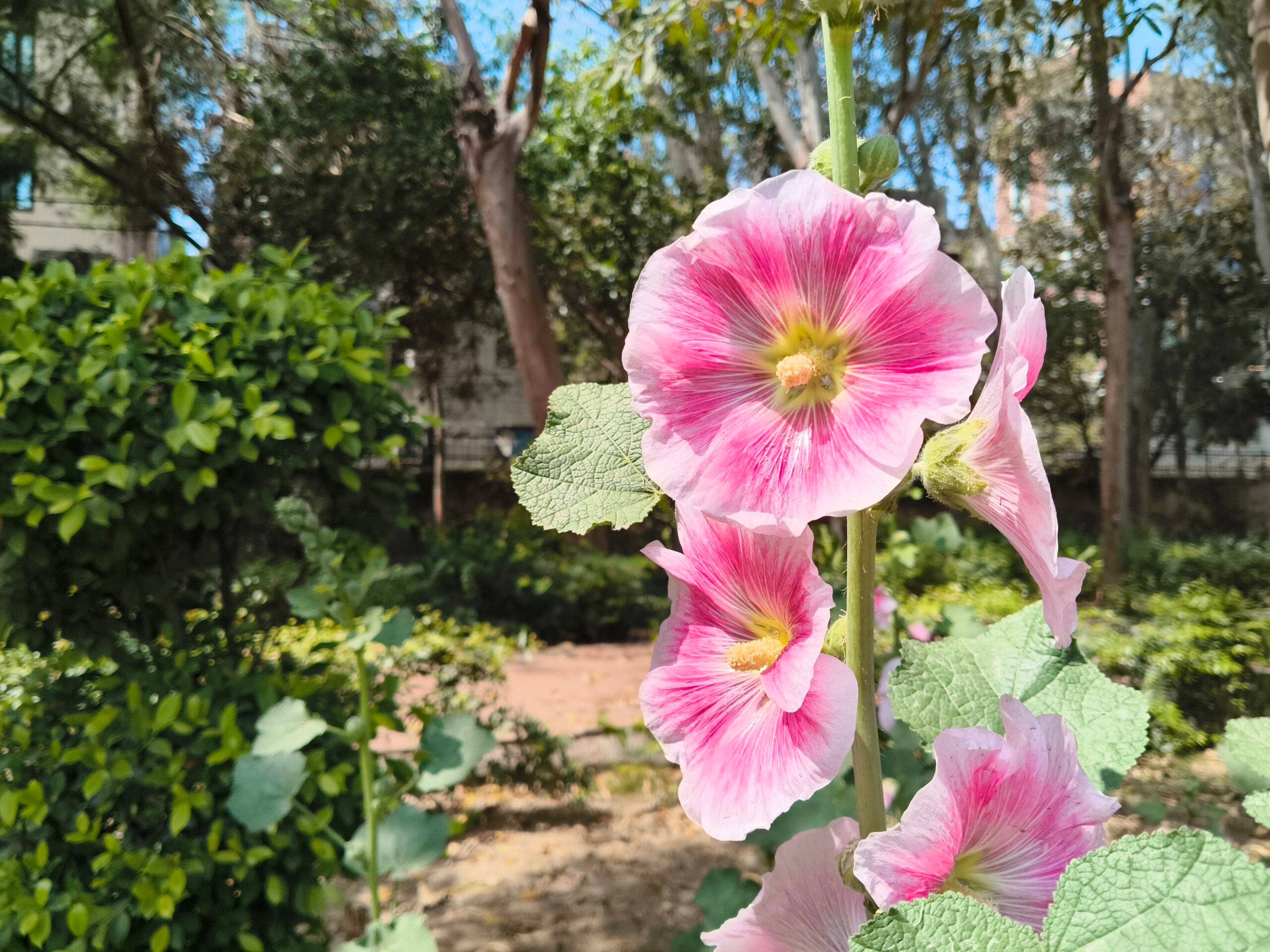 iQOO Z11x day camera sample