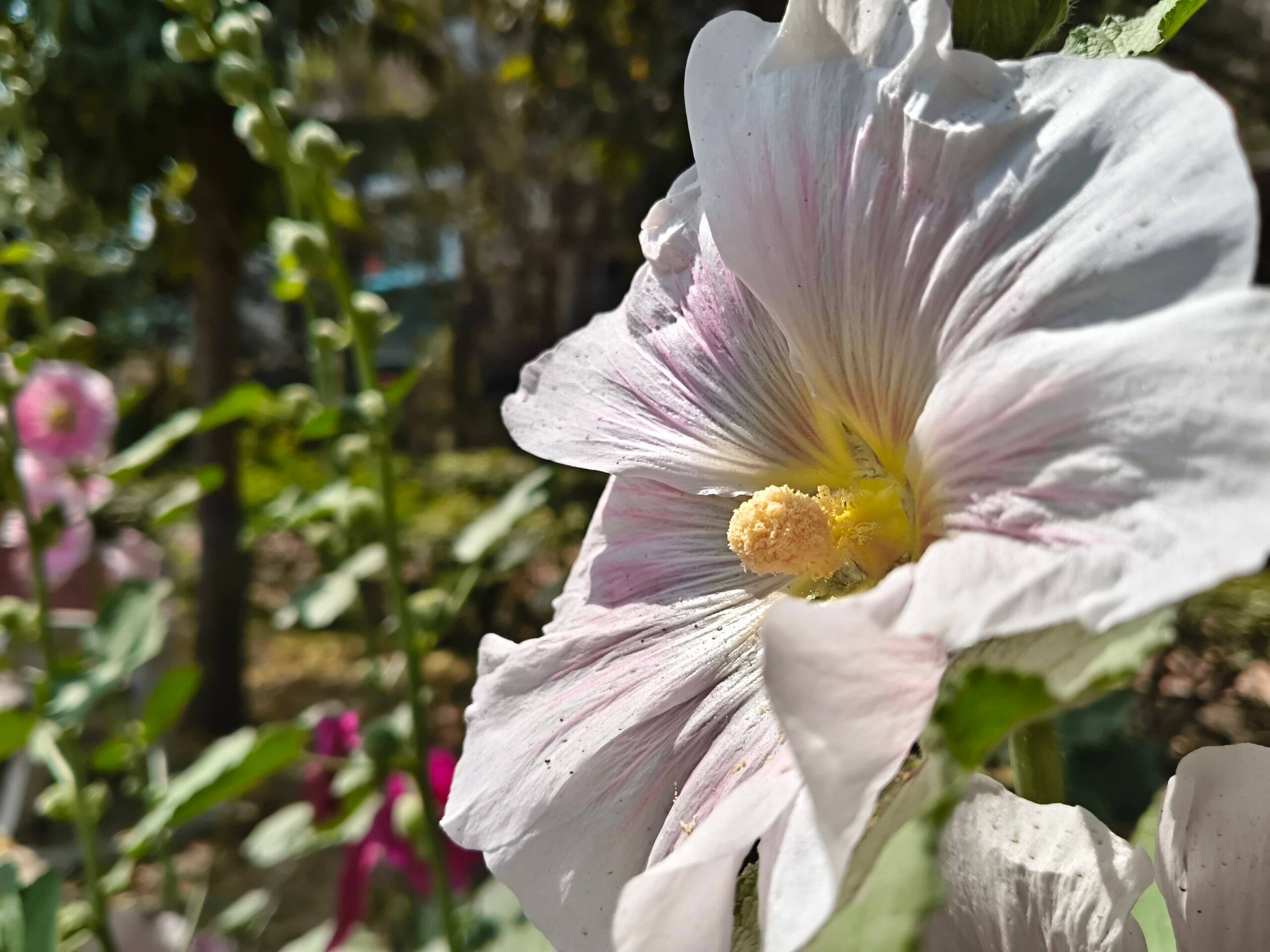 iQOO Z11x day camera sample