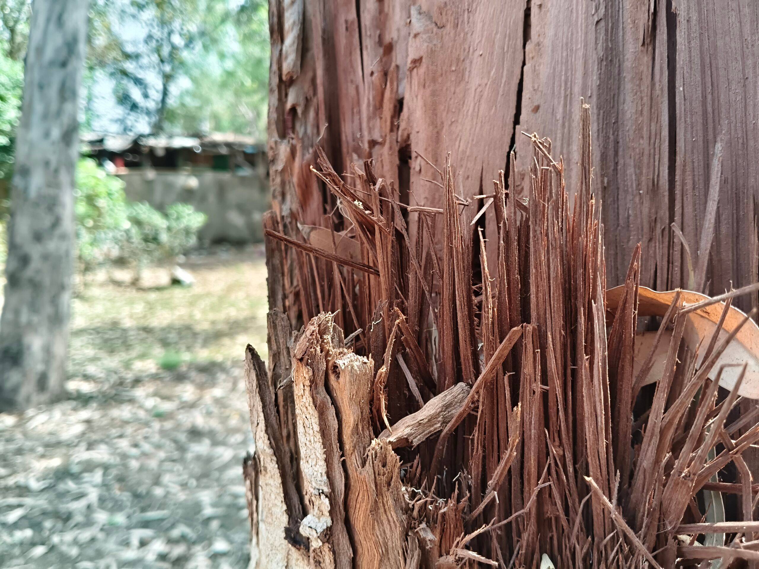 iQOO Z11x day camera sample