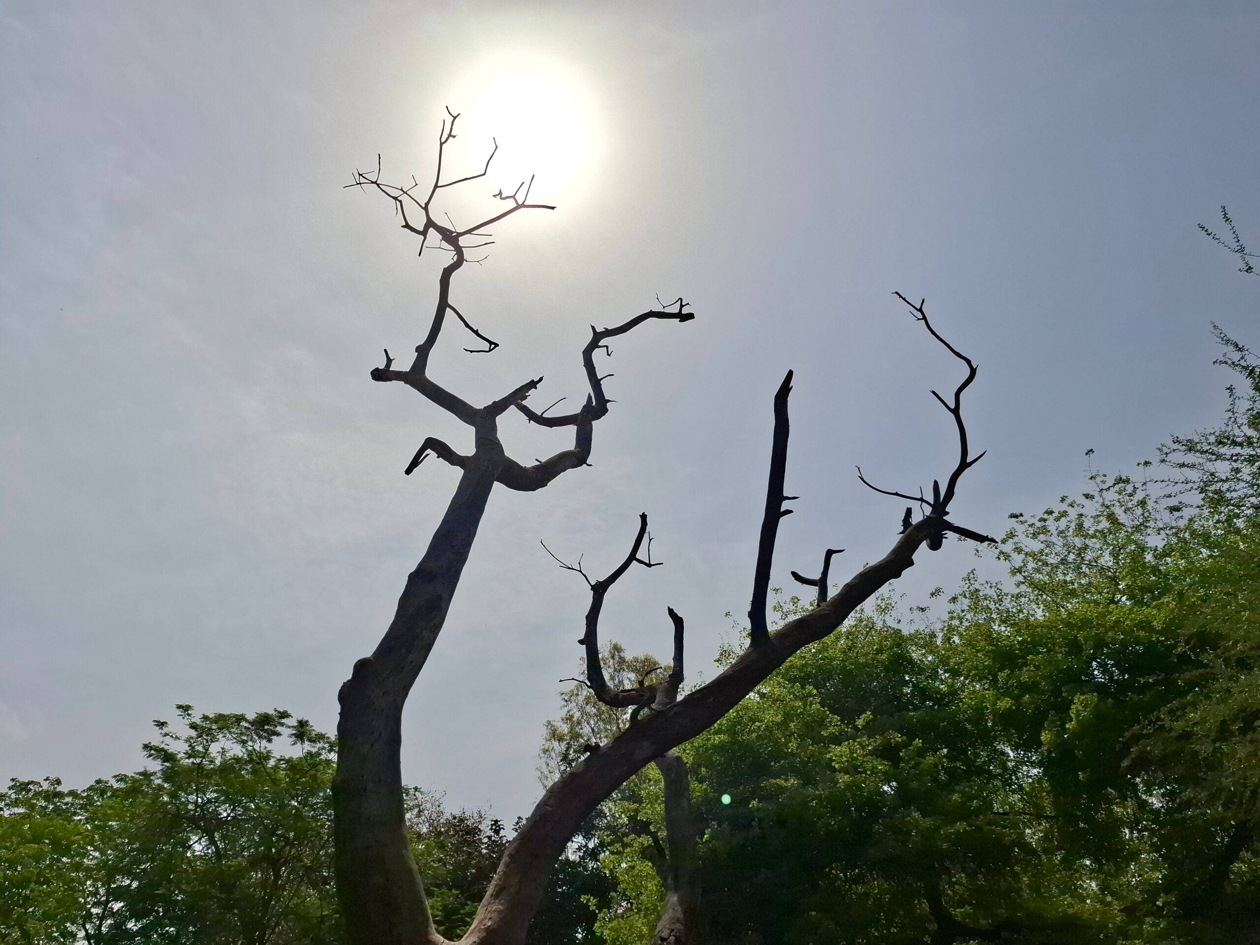 Samsung Galaxy A37 daylight