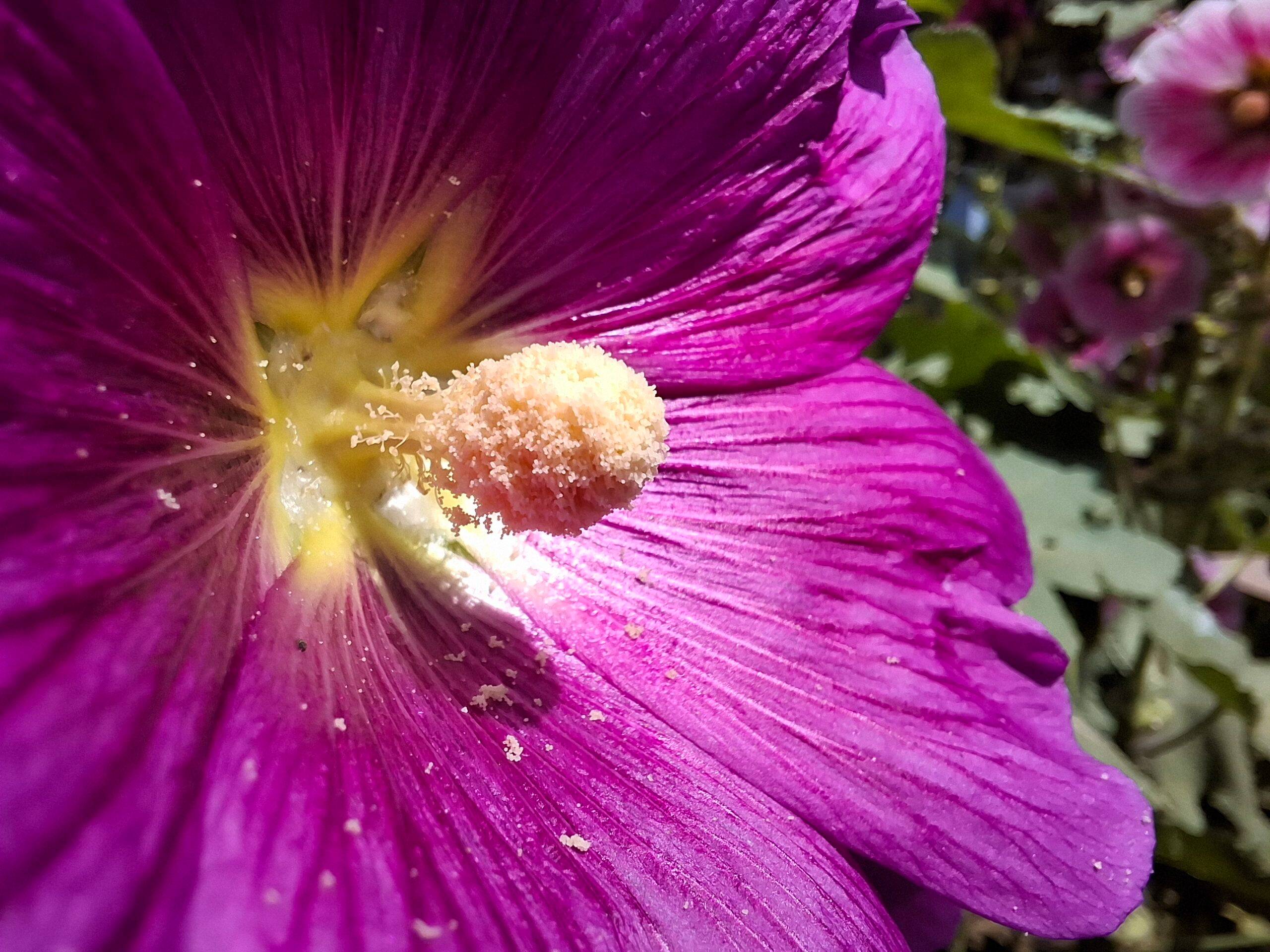 Samsung Galaxy A37 macro (1)