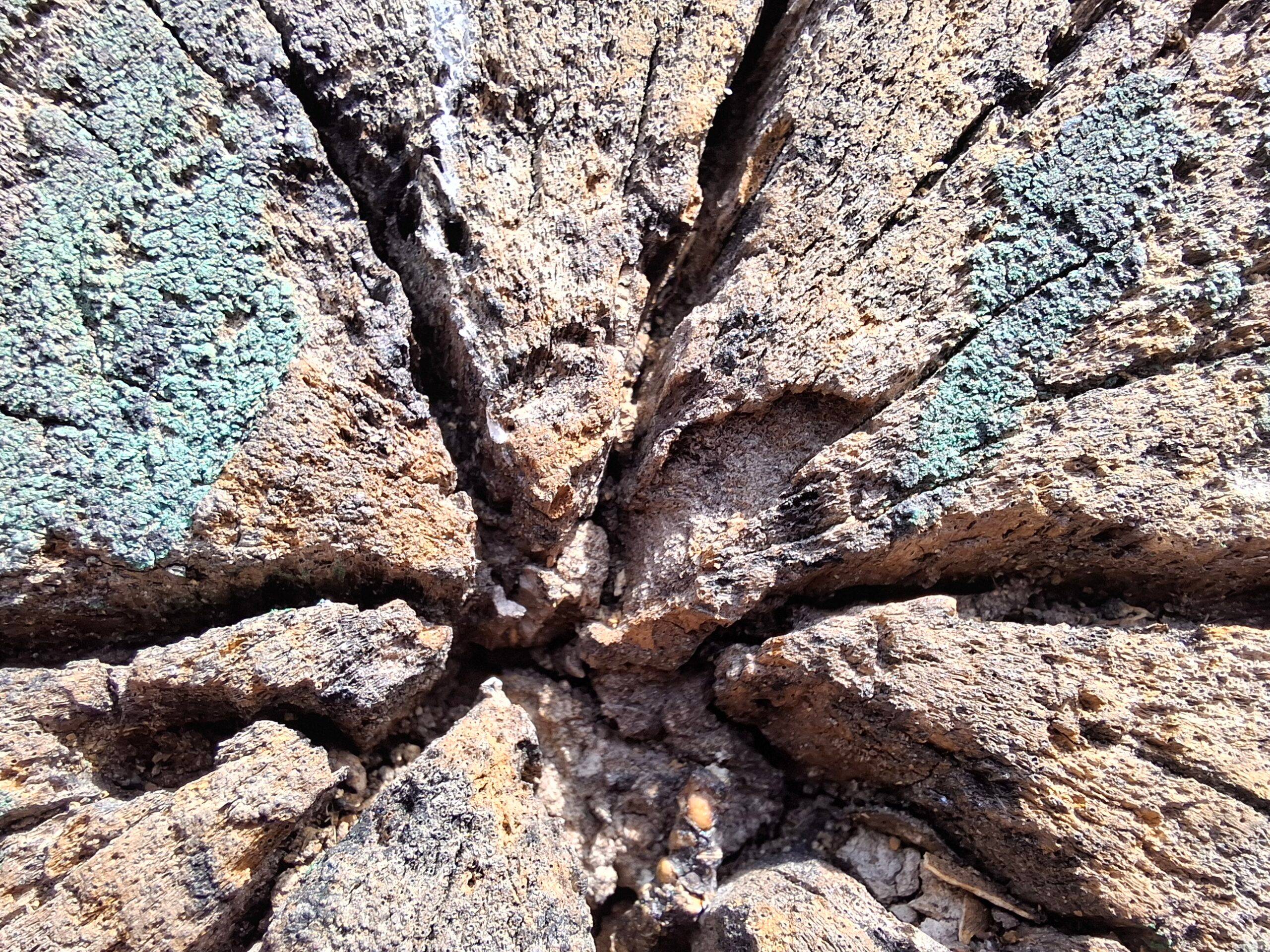Samsung Galaxy A37 macro (1)