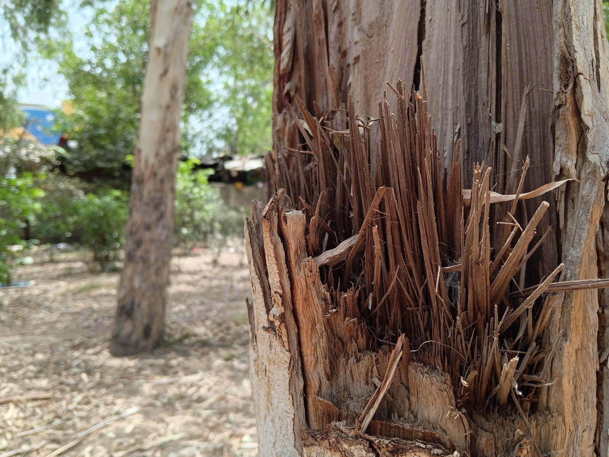 Moto G37 Power day shot