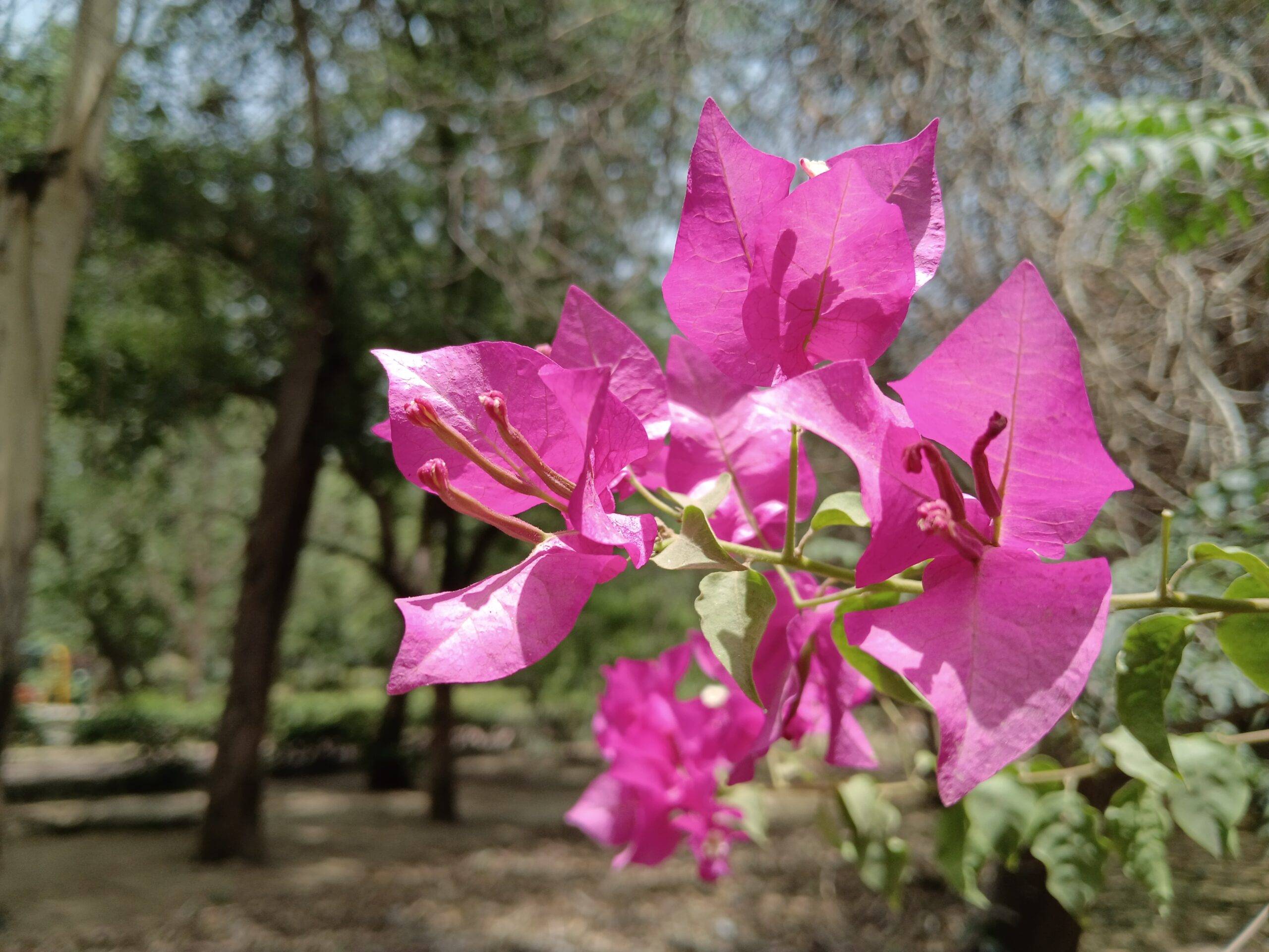Moto G37 Power day shot