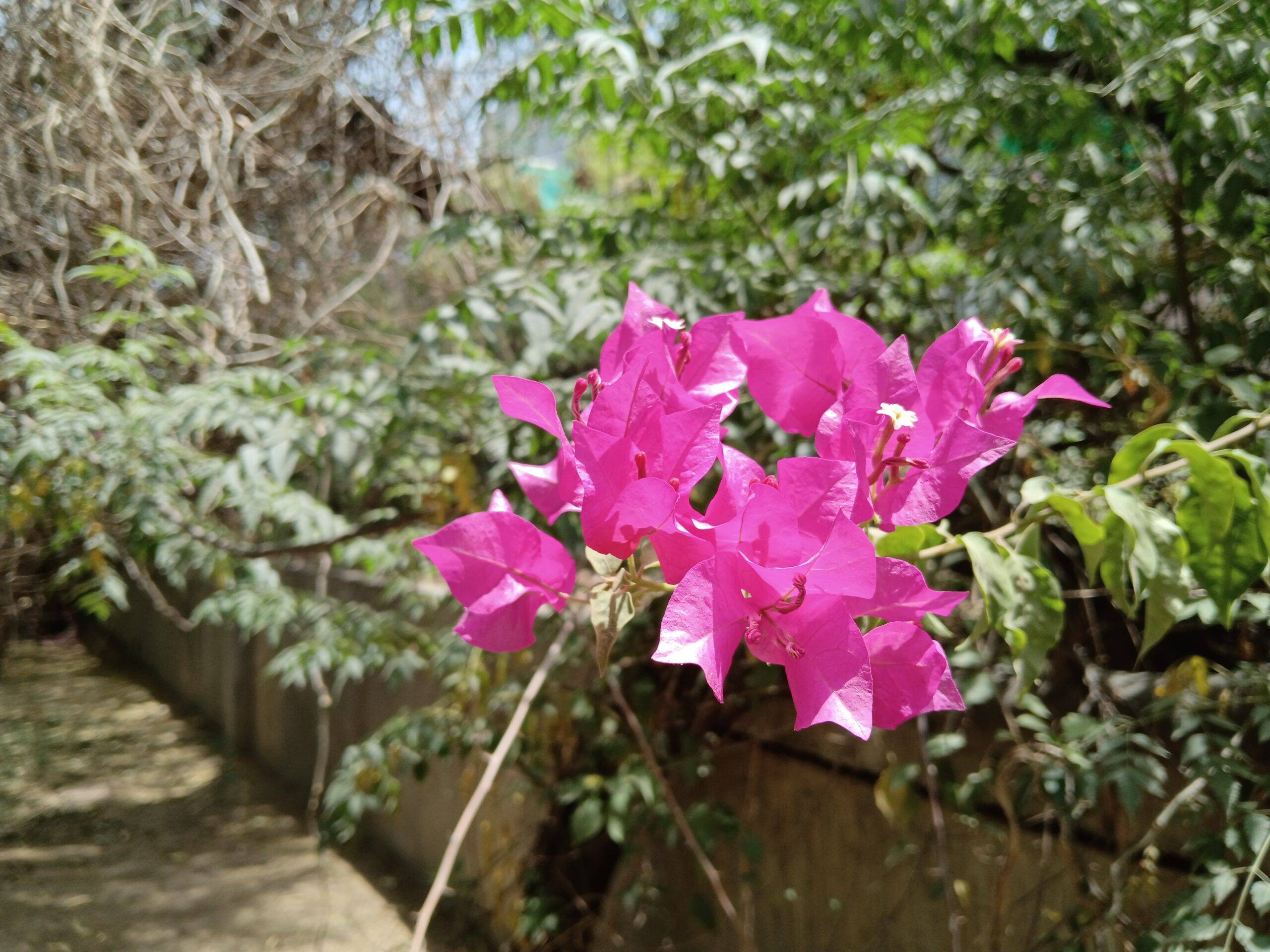 Moto G37 Power day shot
