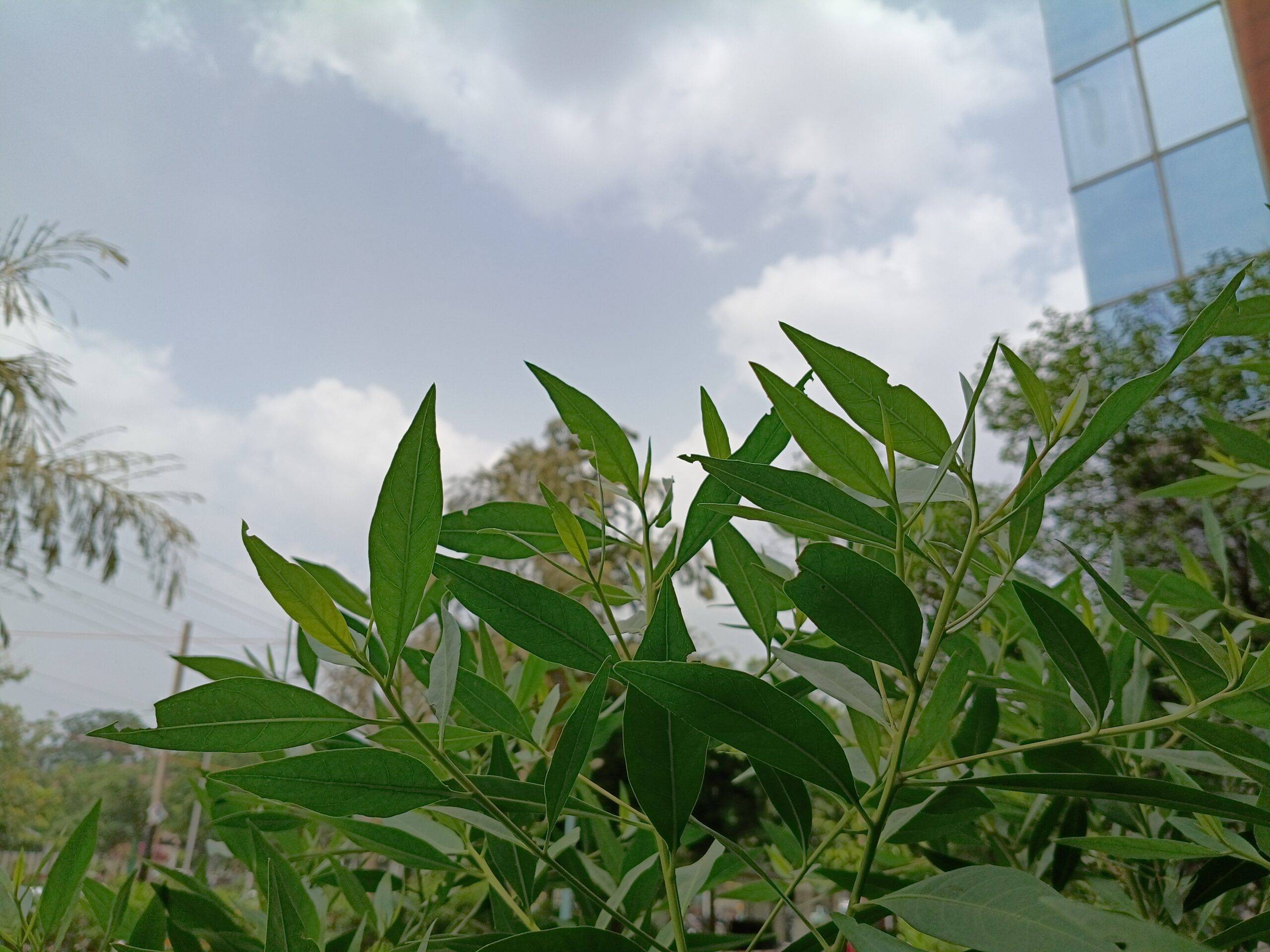Moto G77 Power daylight