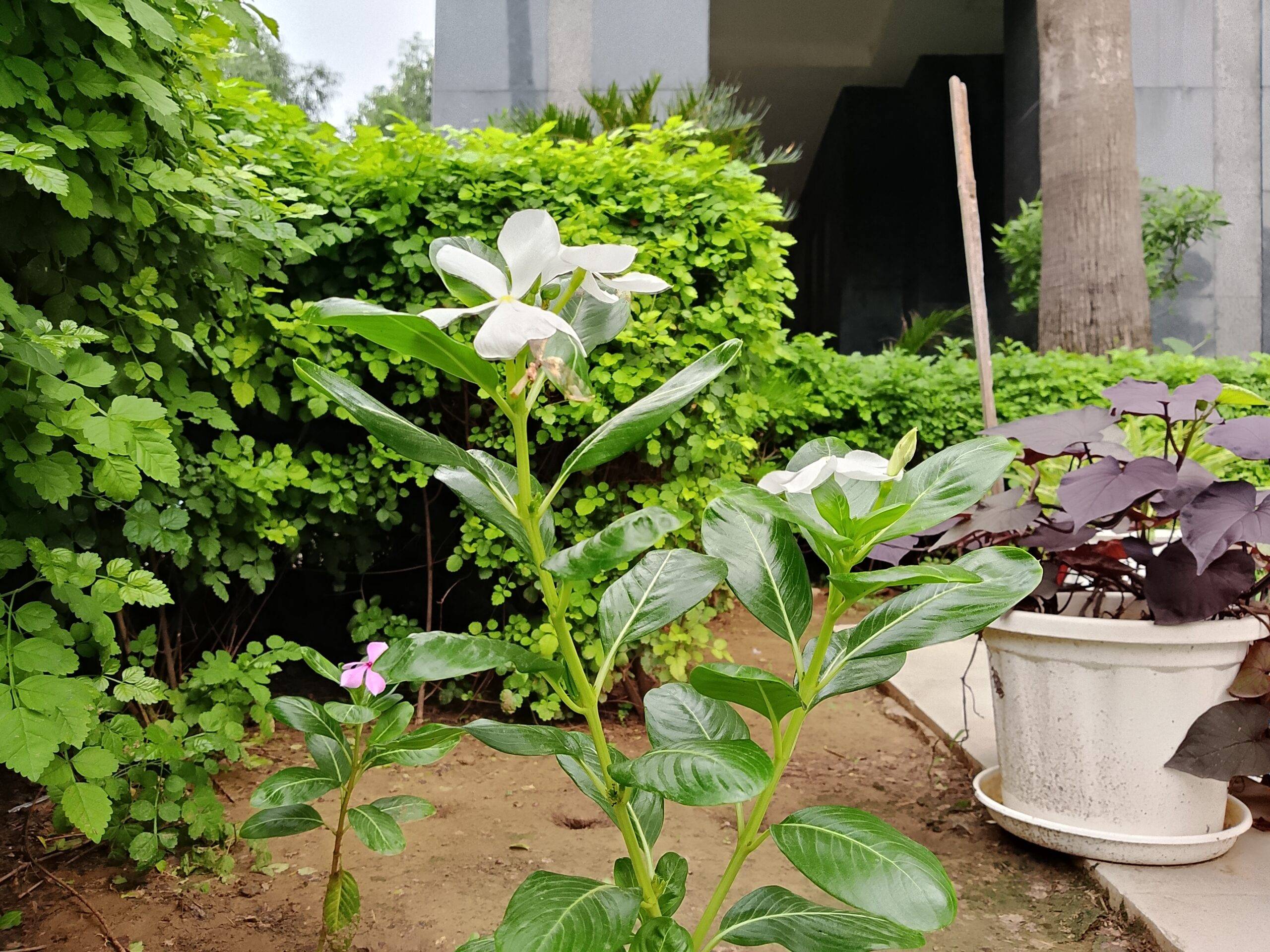 Lava Virat V1 5G day