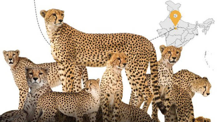 cheetah-in-india