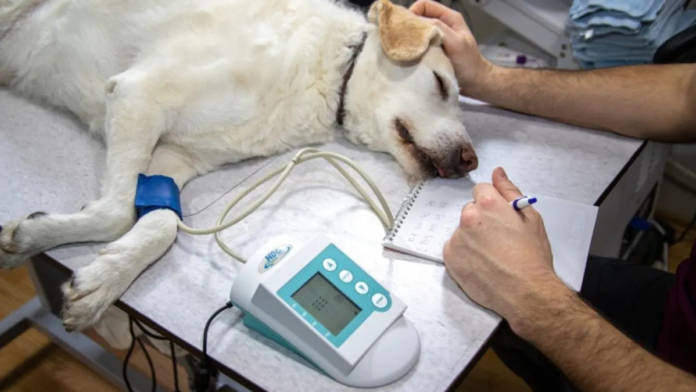 chatgpt saved dog