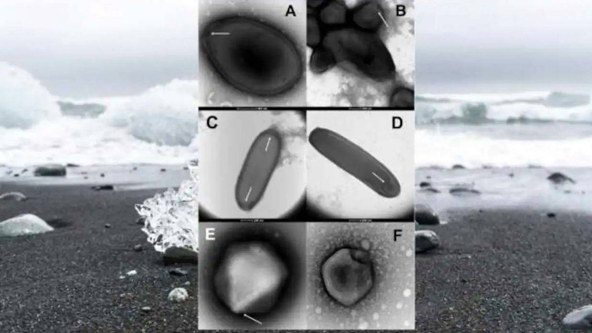 zombie virus siberian permafrost revived