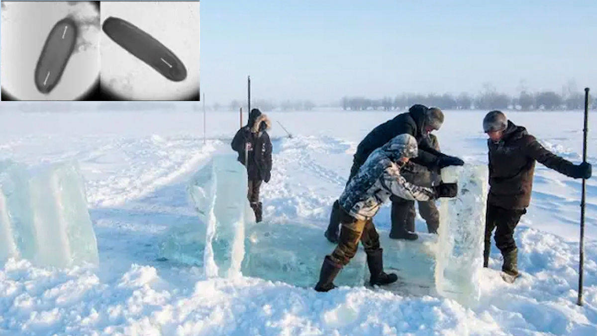 zombie virus siberian permafrost revived