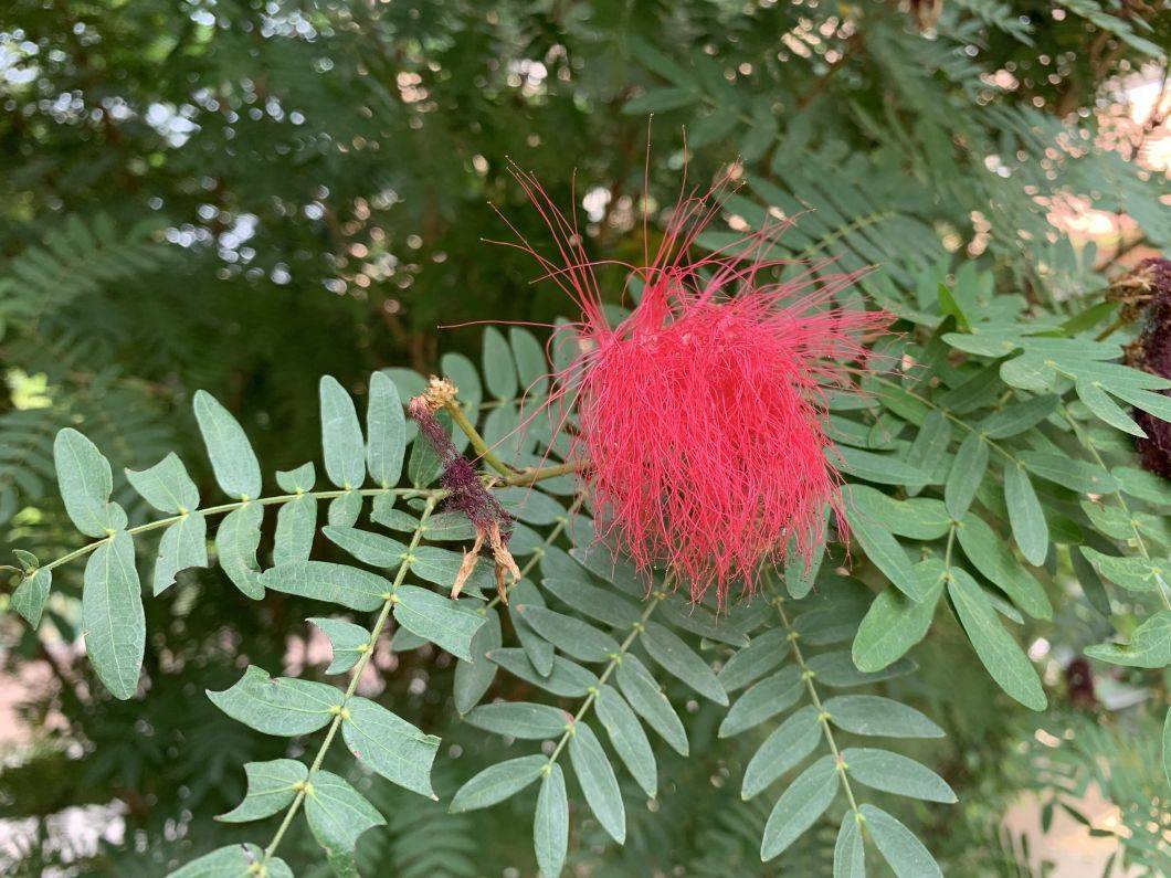 Apple-iPhone-XR-camera-samples-91mobiles-02