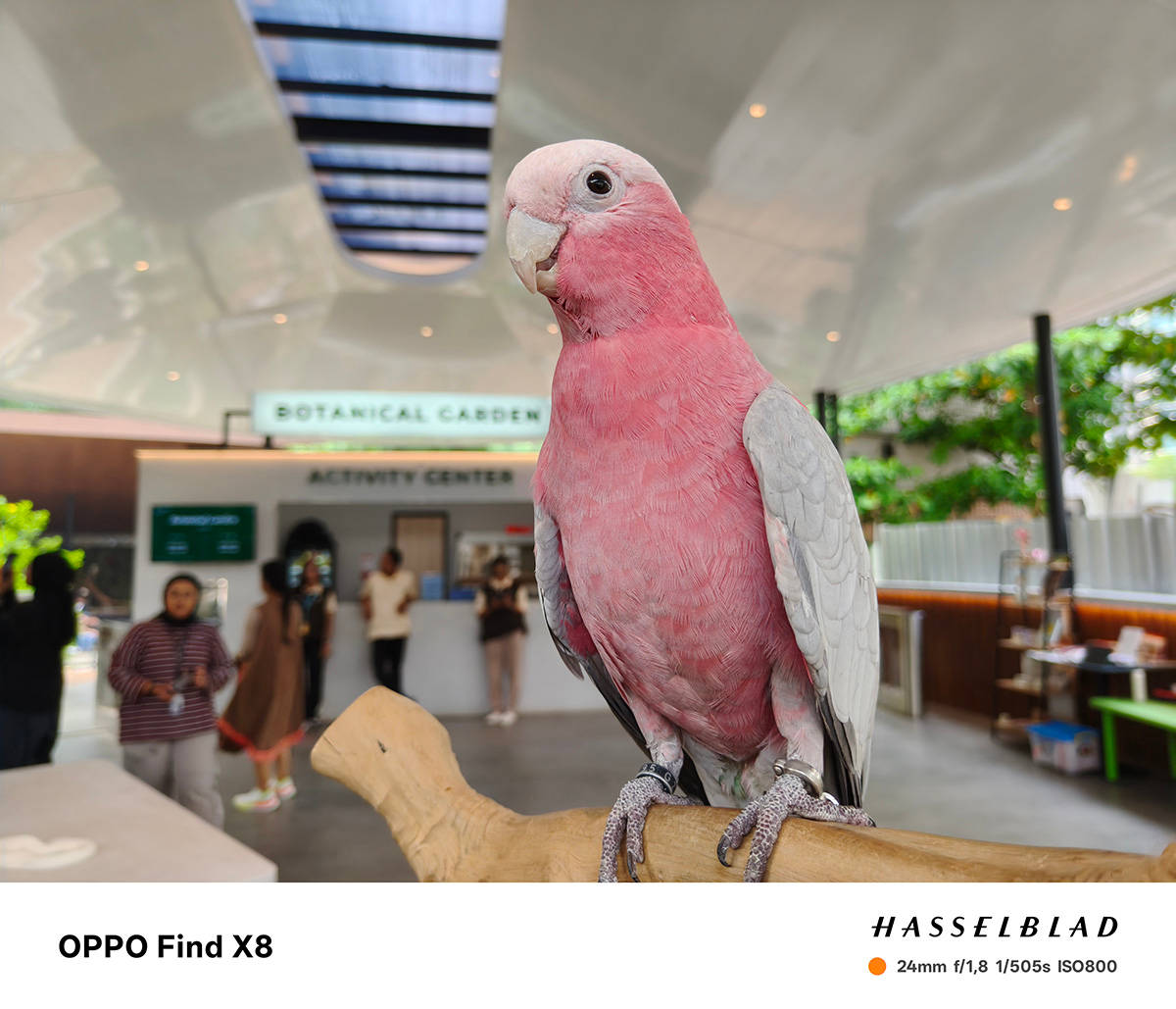 Begini Hasil Foto Kamera Hasselblad Oppo Find X8, Sebagus Apa?