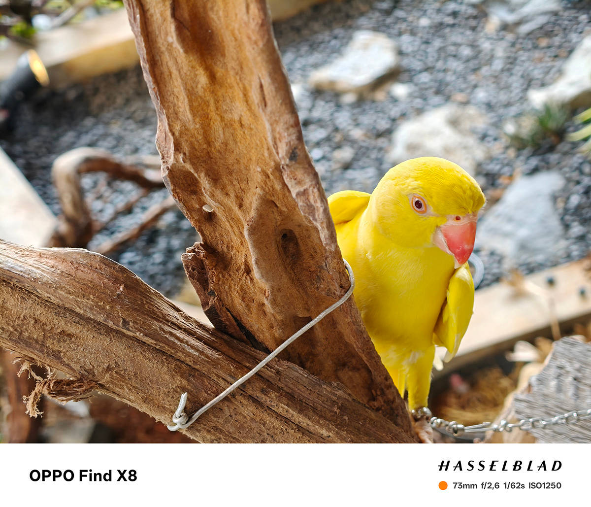 Begini Hasil Foto Kamera Hasselblad Oppo Find X8, Sebagus Apa?