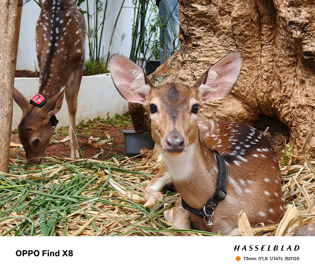 Begini Hasil Foto Kamera Hasselblad Oppo Find X8, Sebagus Apa?