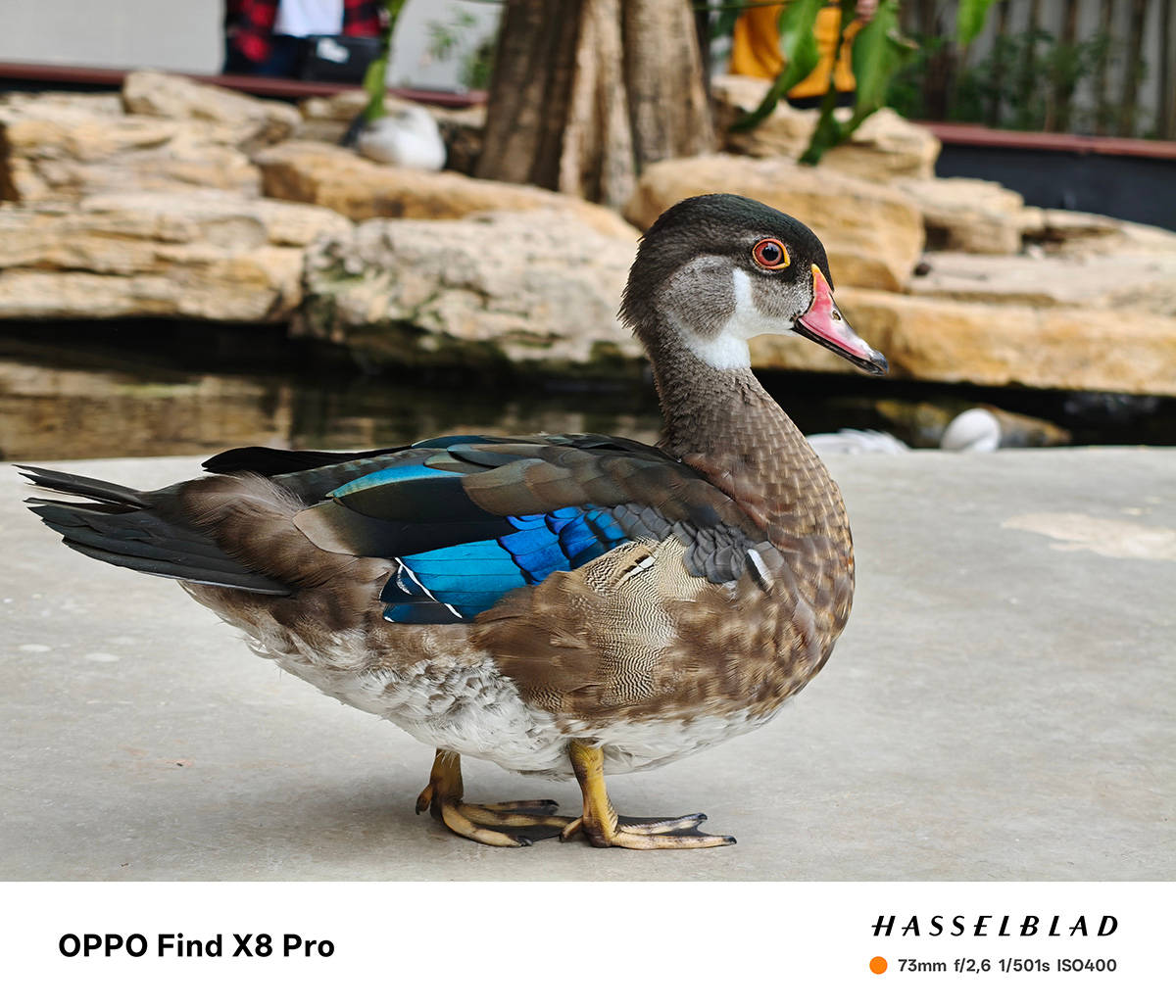 Menjajal Kamera Hasselblad Find X8 Pro, Jagoan Telephoto dari Oppo