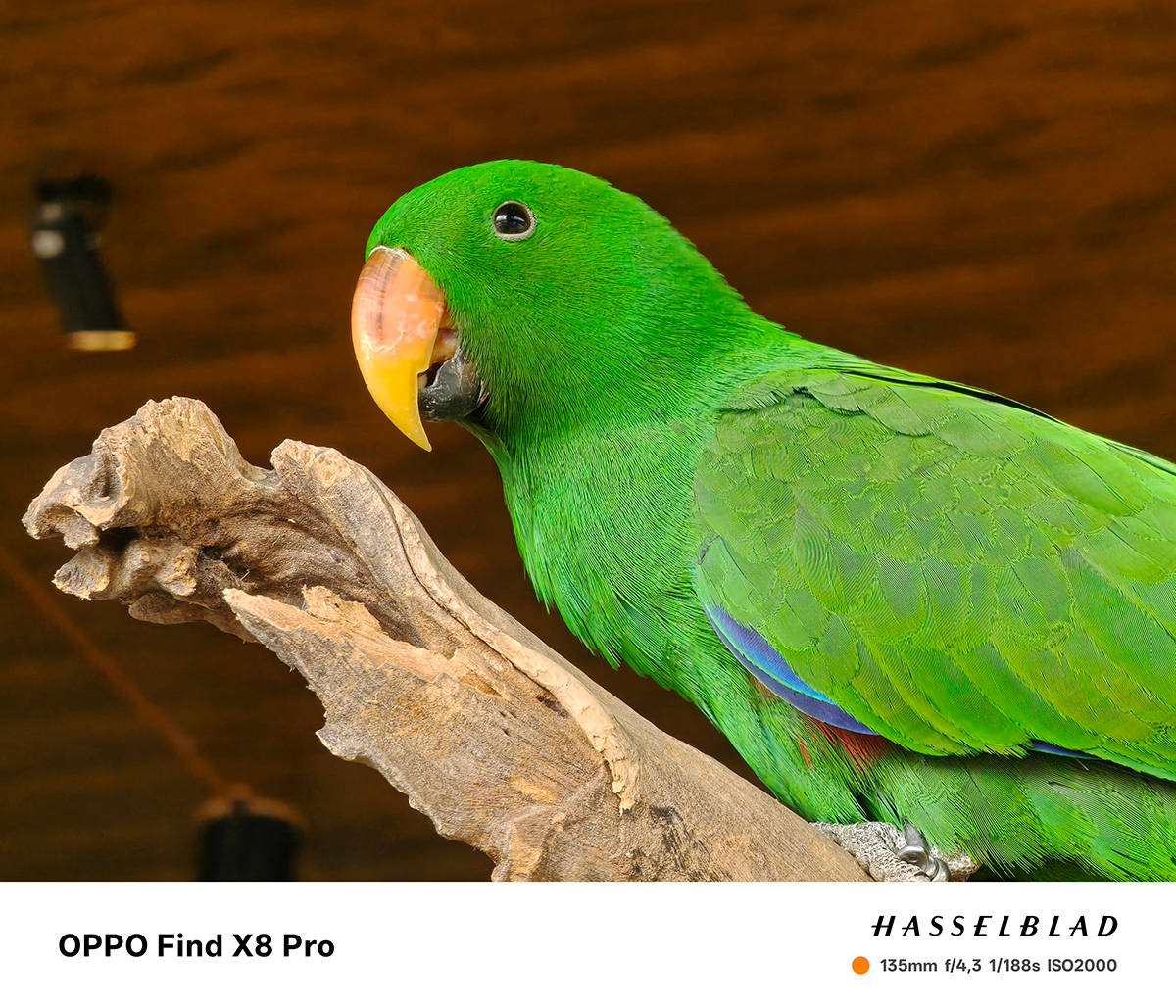 Menjajal Kamera Hasselblad Find X8 Pro, Jagoan Telephoto dari Oppo