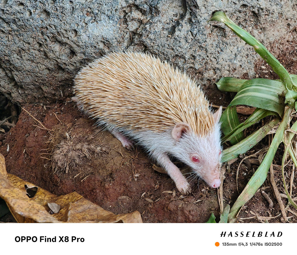 Menjajal Kamera Hasselblad Find X8 Pro, Jagoan Telephoto dari Oppo