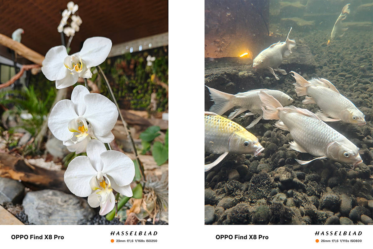 Menjajal Kamera Hasselblad Find X8 Pro, Jagoan Telephoto dari Oppo