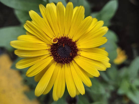 Sampel foto Galaxy S25 Plus