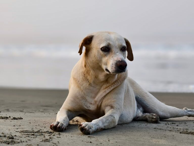 vivo-x200-pro-135mm-portrait-768x578
