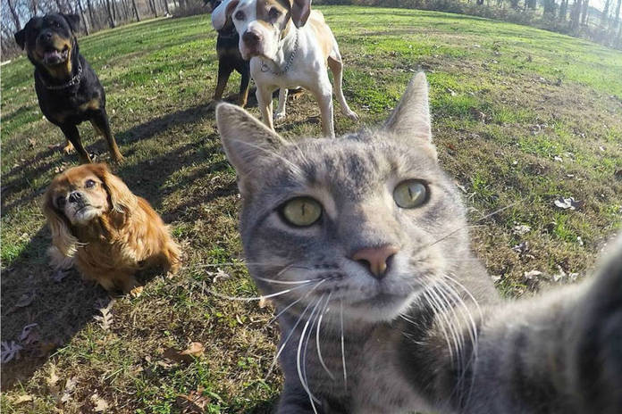 https://static.hub.91mobiles.com/multisite/wp-content/uploads/sites/7/2017/01/Manny-the-Selfie-cat-1.jpg
