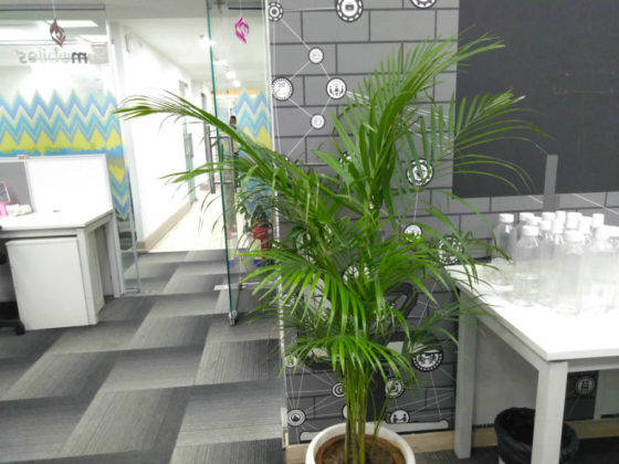 Smartron tphone p Photo galary